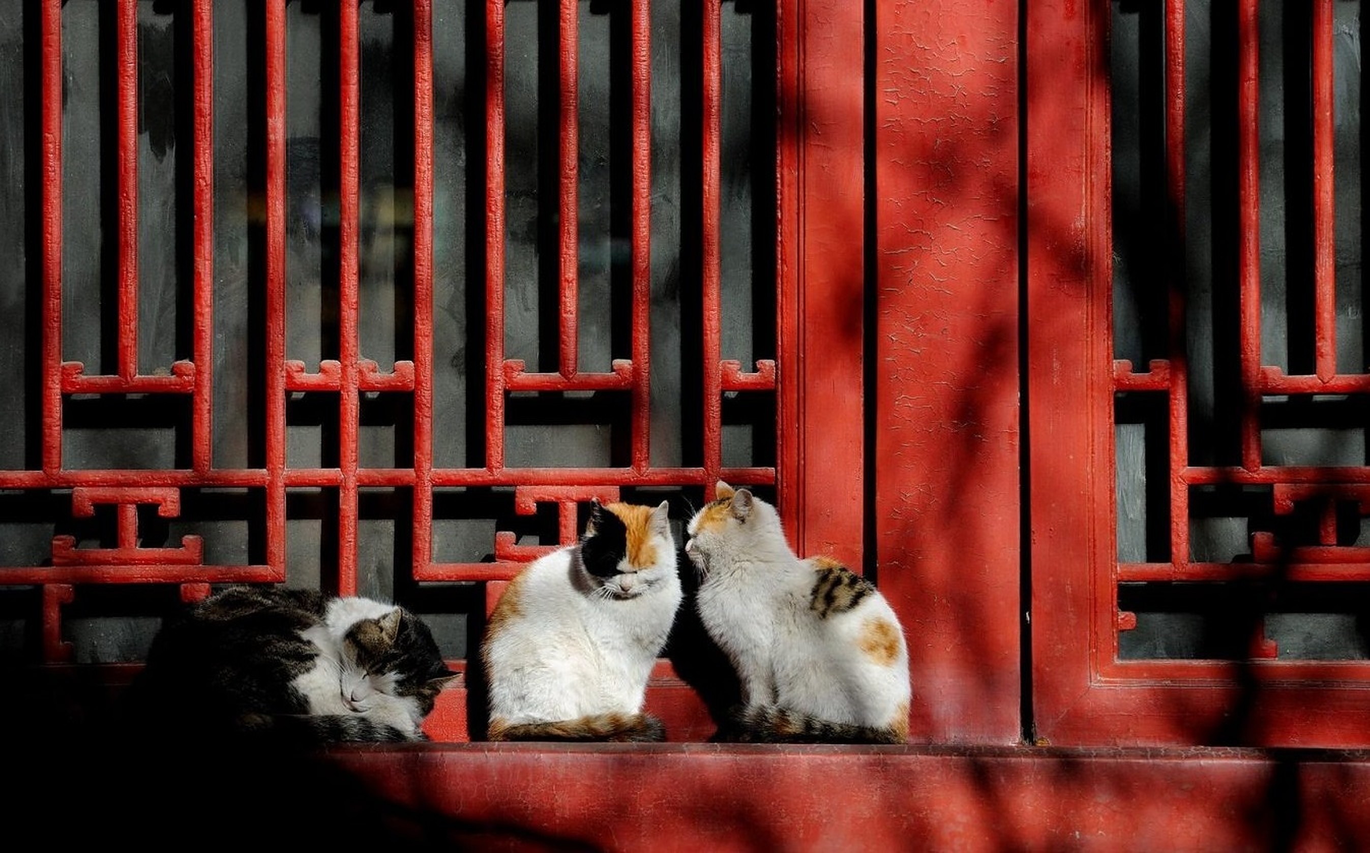 Những chú mèo nắm giữ trọng trách bảo vệ di sản văn hóa - nghệ thuật - 3