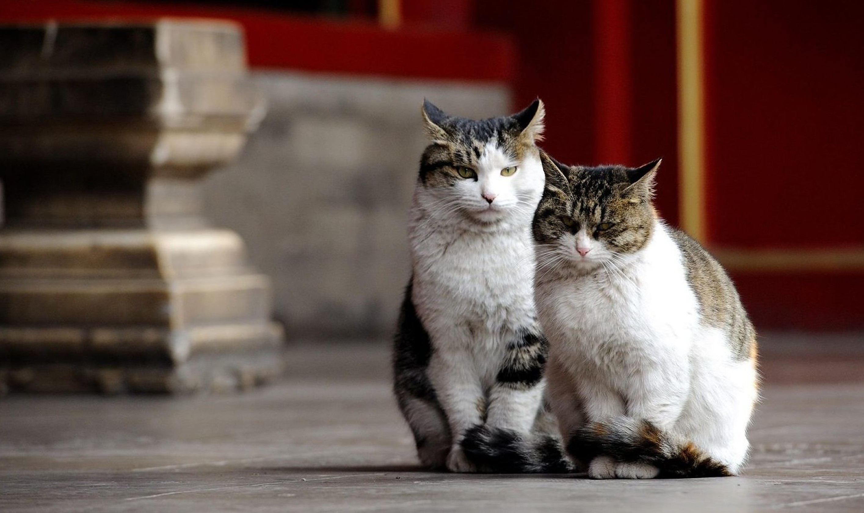 Những chú mèo nắm giữ trọng trách bảo vệ di sản văn hóa - nghệ thuật - 4