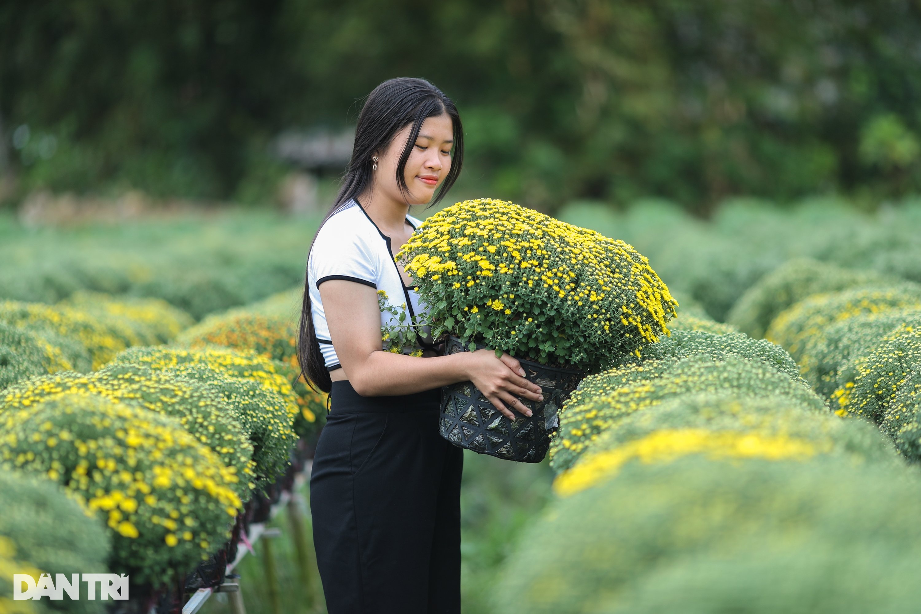 Nông dân làng hoa Sa Đéc tất bật bên ruộng cúc mâm xôi những ngày giáp Tết - 12