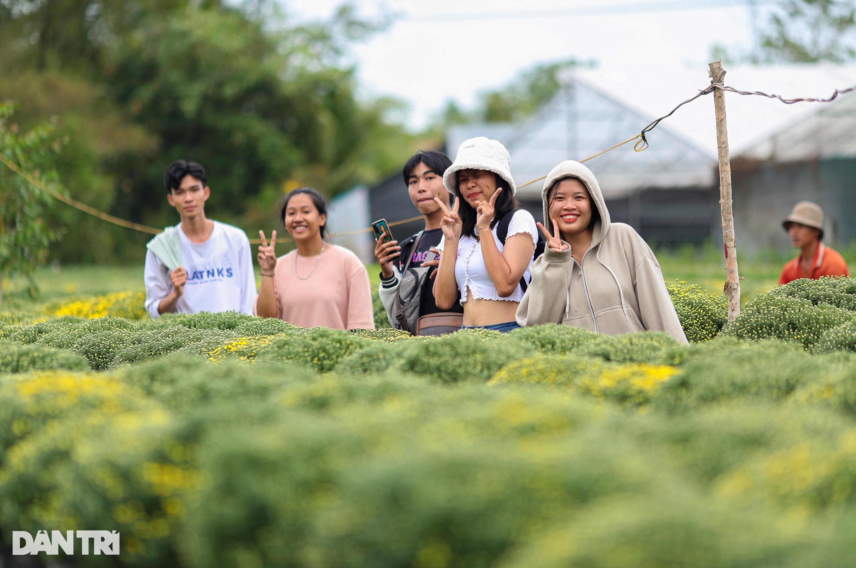 Nông dân làng hoa Sa Đéc tất bật bên ruộng cúc mâm xôi những ngày giáp Tết - 11