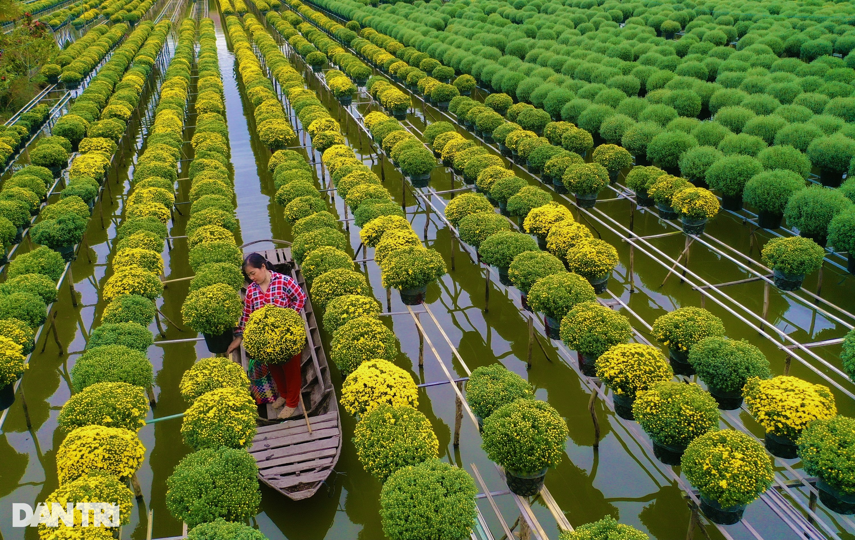 Nông dân làng hoa Sa Đéc tất bật bên ruộng cúc mâm xôi những ngày giáp Tết - 2