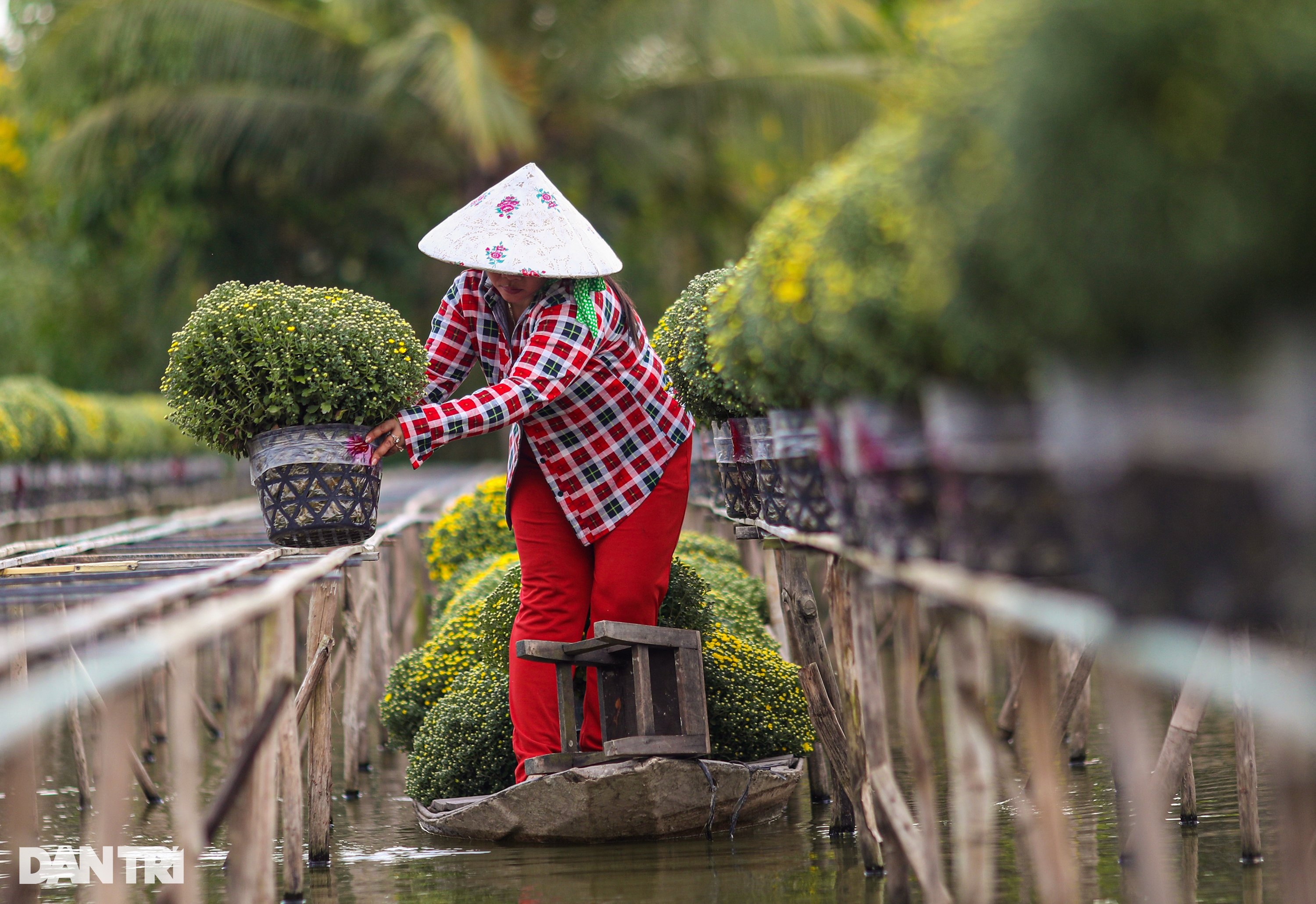 Nông dân làng hoa Sa Đéc tất bật bên ruộng cúc mâm xôi những ngày giáp Tết - 4