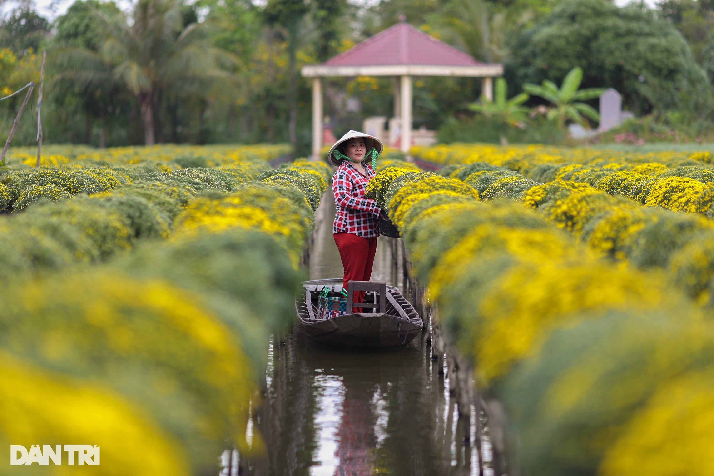 Nông dân làng hoa Sa Đéc tất bật bên ruộng cúc mâm xôi những ngày giáp Tết - 1