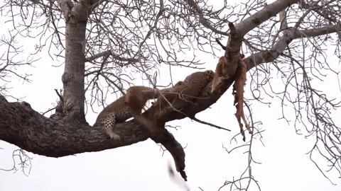 Làm điều dại dột trên cây, hai con báo suýt ngã lộn cổ - 1