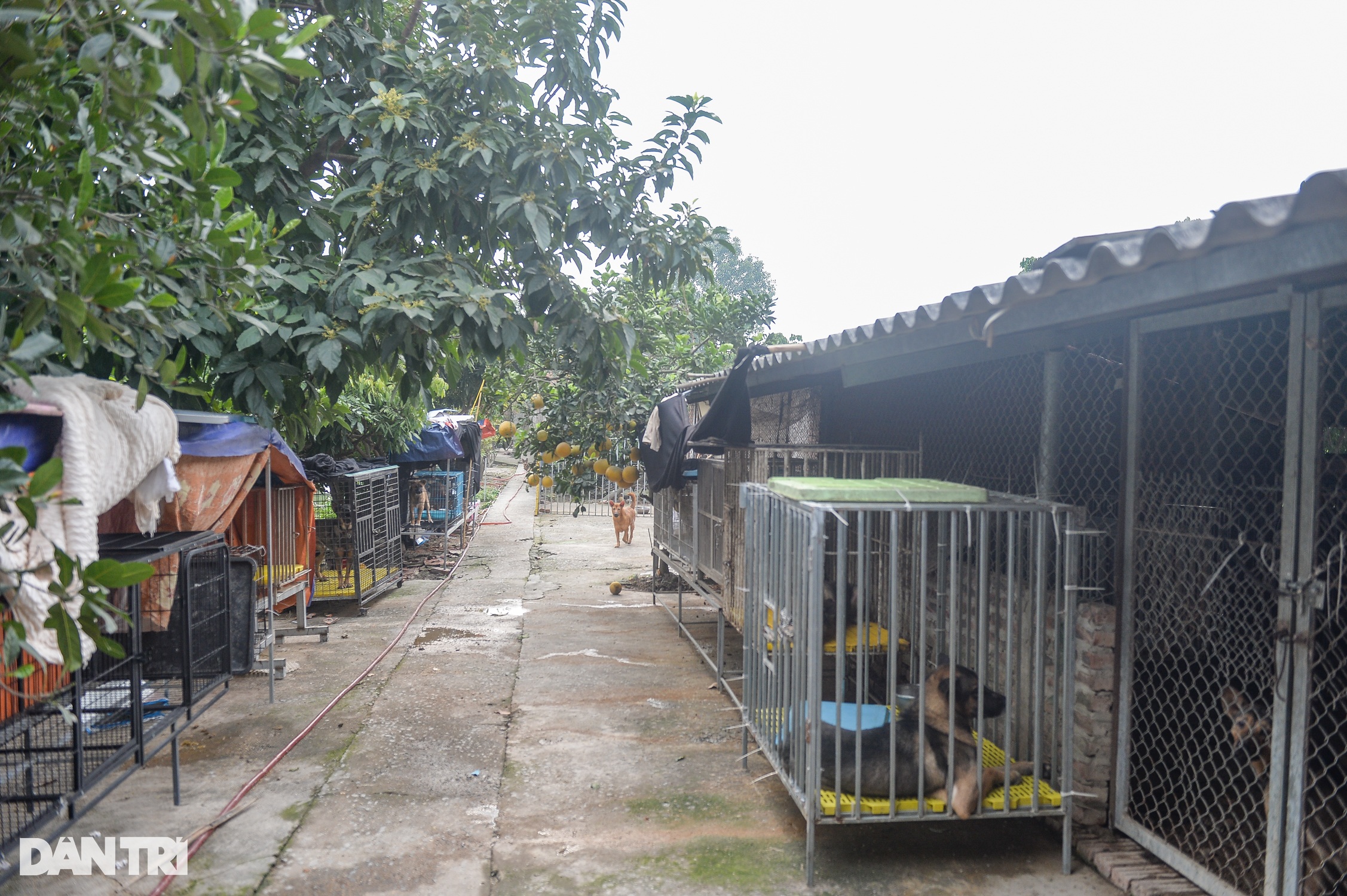 Nơi chăm sóc hàng trăm chú chó, mèo bị bỏ rơi ở Hà Nội - 1