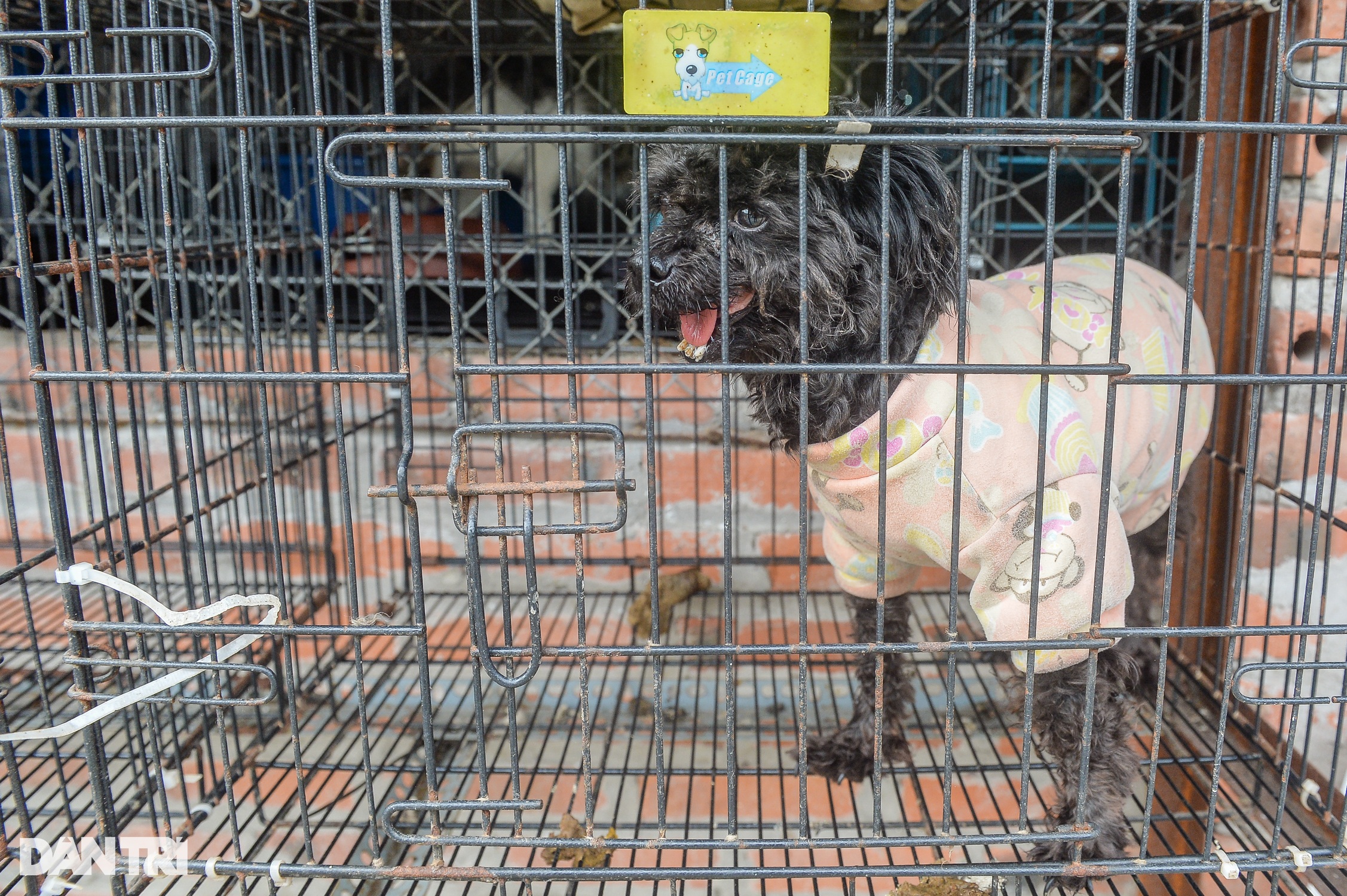 Nơi chăm sóc hàng trăm chú chó, mèo bị bỏ rơi ở Hà Nội - 10 Nơi chăm sóc hàng trăm chú chó, mèo bị bỏ rơi ở Hà Nội - 10