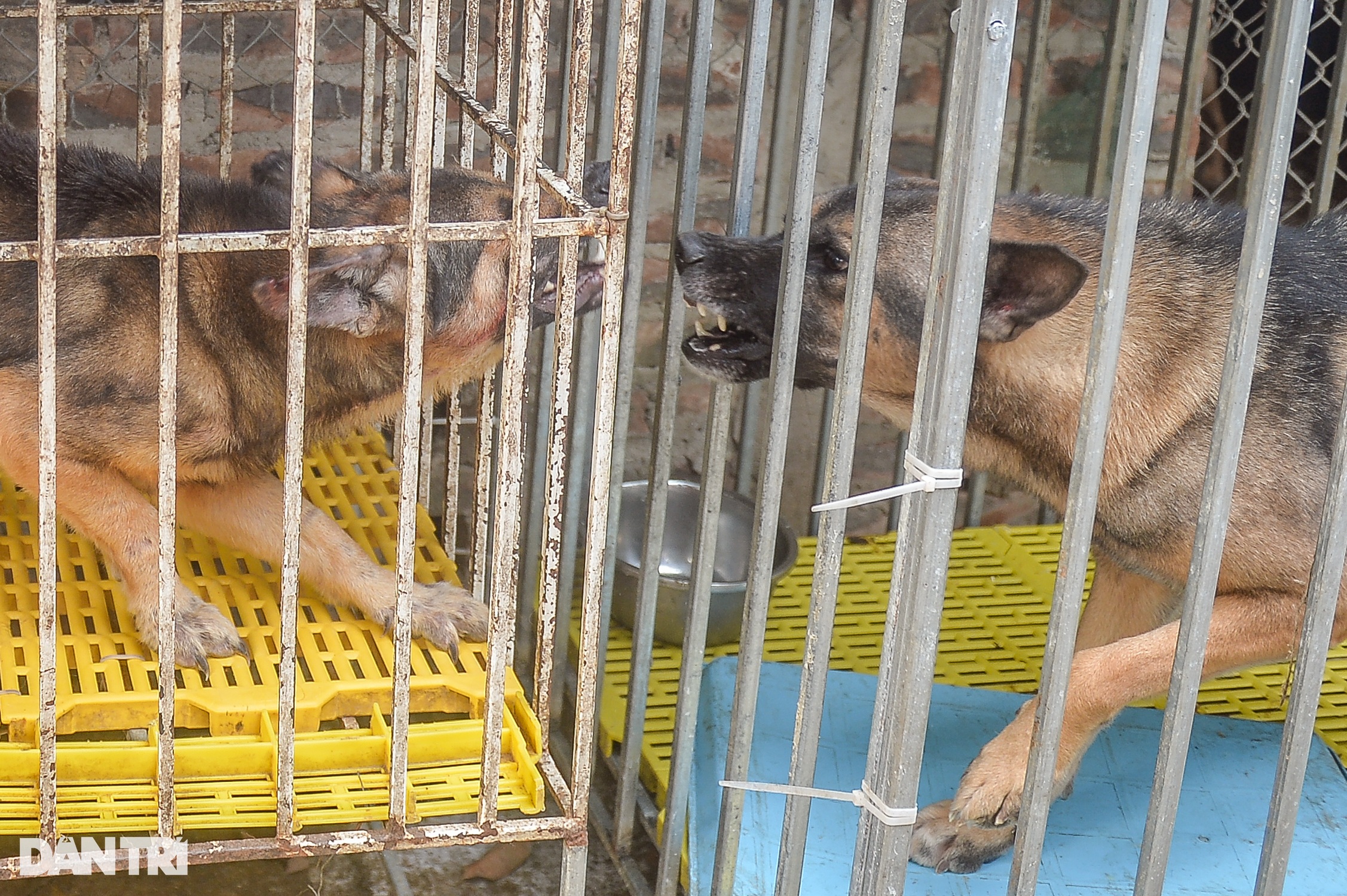 Nơi chăm sóc hàng trăm chú chó, mèo bị bỏ rơi ở Hà Nội - 6