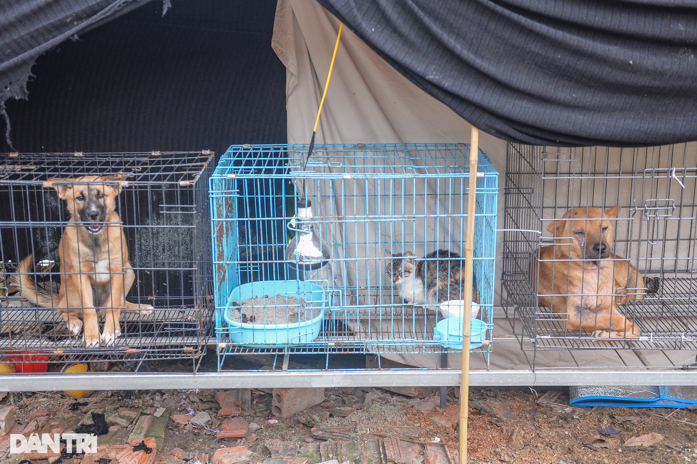 Nơi chăm sóc hàng trăm chú chó, mèo bị bỏ rơi ở Hà Nội - 5