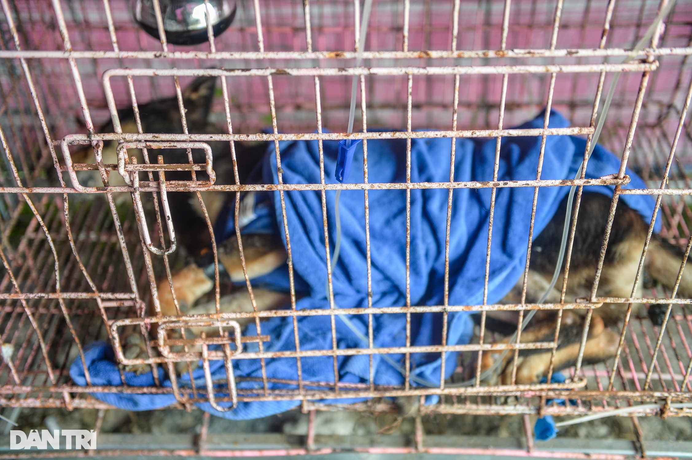 Nơi chăm sóc hàng trăm chú chó, mèo bị bỏ rơi ở Hà Nội - 8 Nơi chăm sóc hàng trăm chú chó, mèo bị bỏ rơi ở Hà Nội - 8