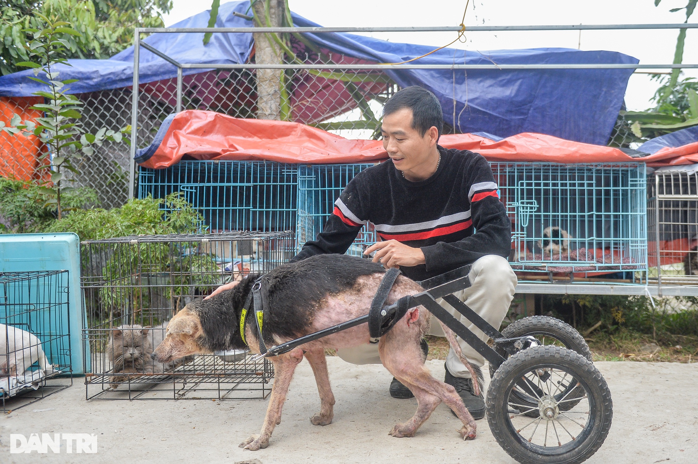 Nơi chăm sóc hàng trăm chú chó, mèo bị bỏ rơi ở Hà Nội - 11 Nơi chăm sóc hàng trăm chú chó, mèo bị bỏ rơi ở Hà Nội - 11
