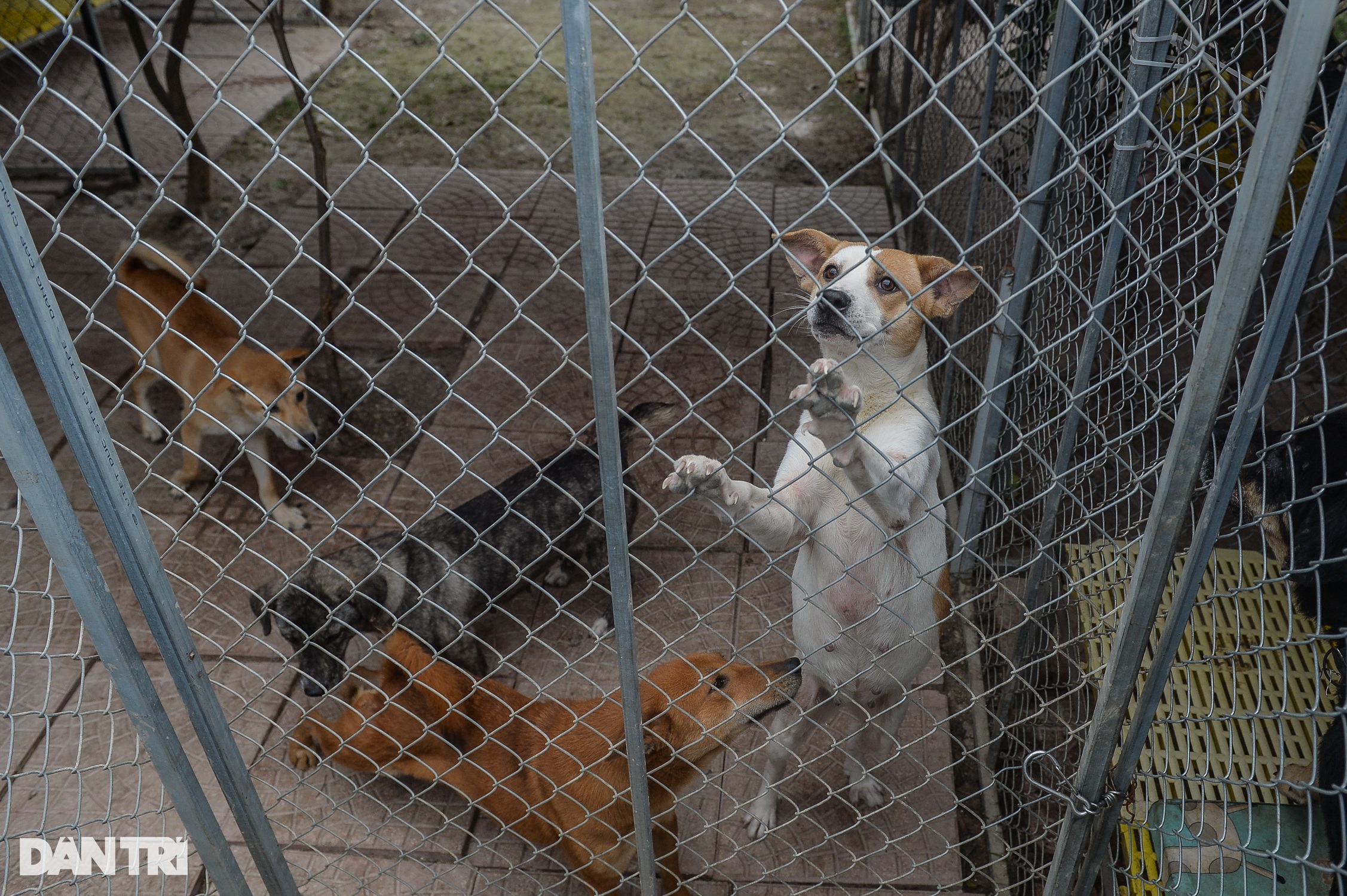 Tìm chủ cho thú cưng bị bỏ rơi ở Hà Nội: Tôi chỉ sợ họ mang về làm thịt - 2