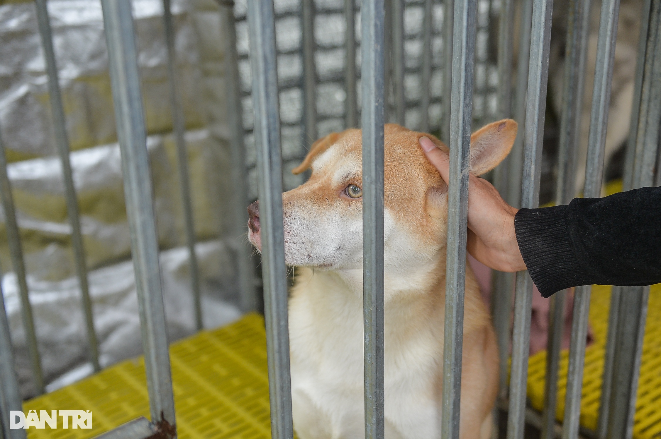 Tìm chủ cho thú cưng bị bỏ rơi ở Hà Nội: Tôi chỉ sợ họ mang về làm thịt - 8