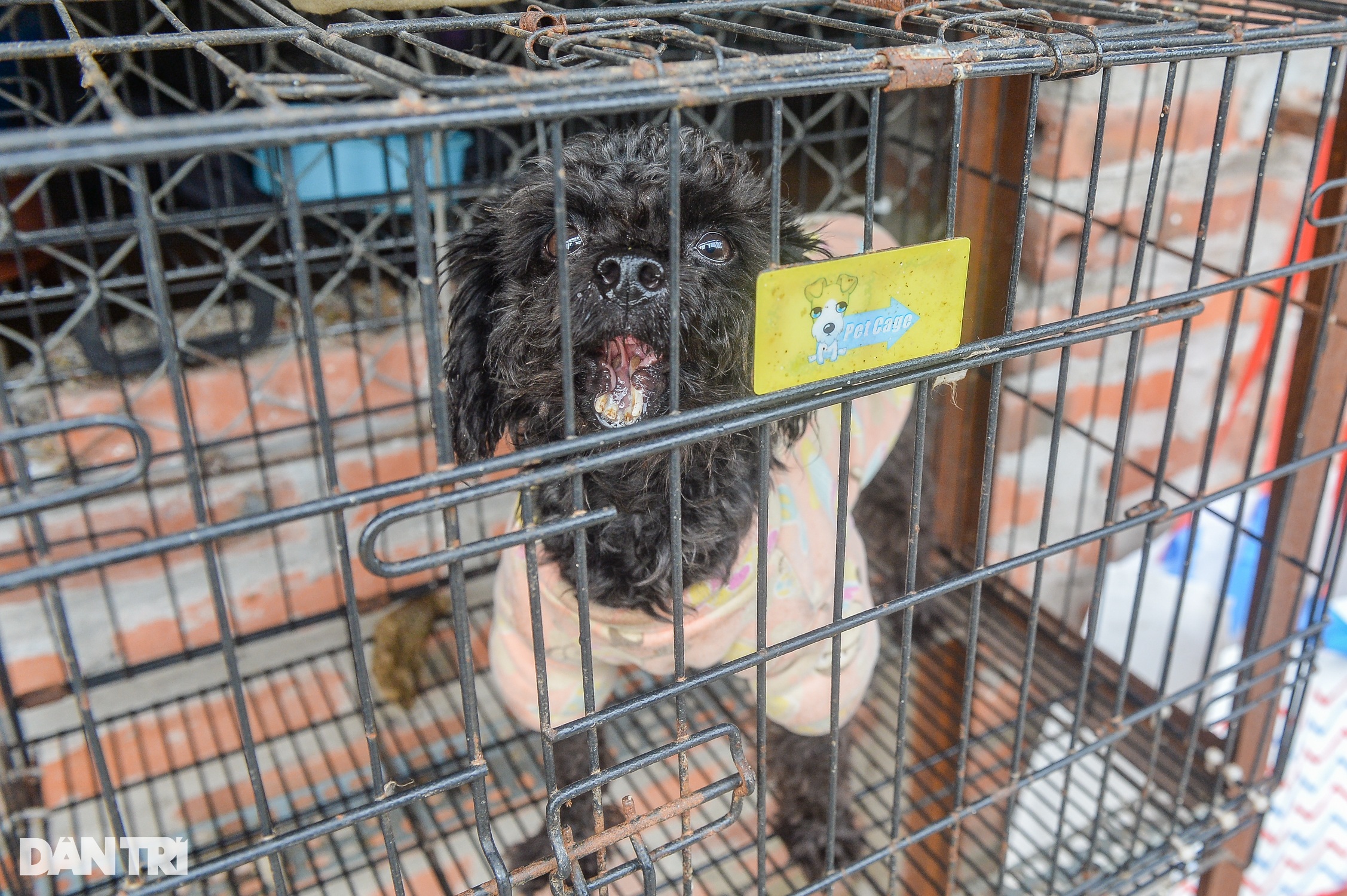 Tìm chủ cho thú cưng bị bỏ rơi ở Hà Nội: Tôi chỉ sợ họ mang về làm thịt - 3 Tìm chủ cho thú cưng bị bỏ rơi ở Hà Nội: Tôi chỉ sợ họ mang về làm thịt - 3