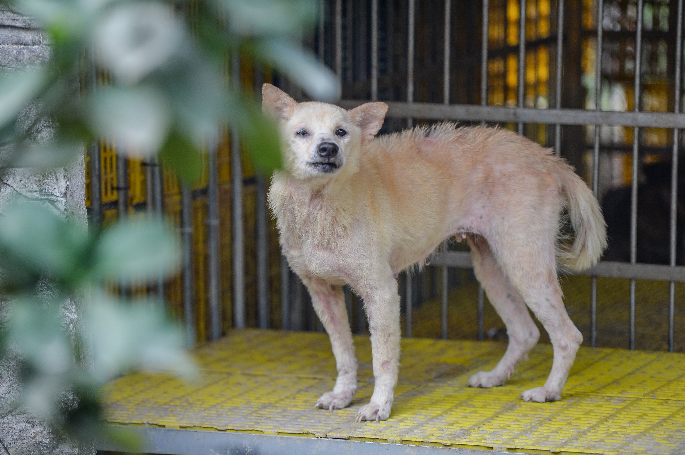 Tìm chủ cho thú cưng bị bỏ rơi ở Hà Nội: Tôi chỉ sợ họ mang về làm thịt - 4