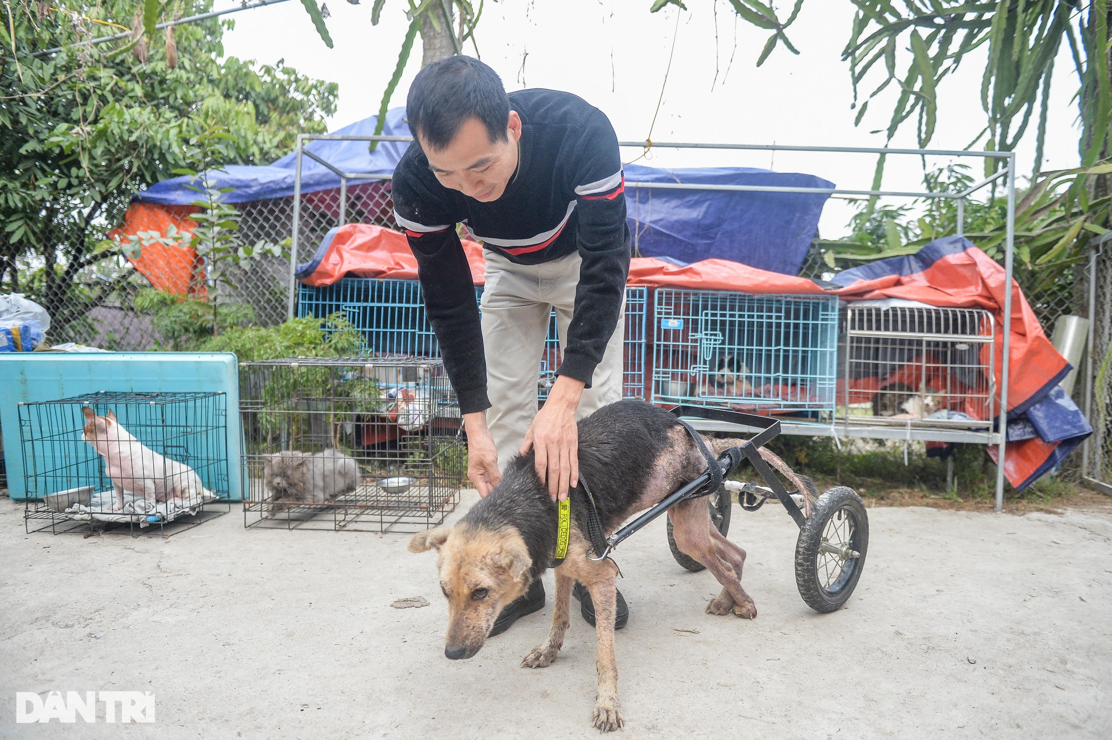 Tìm chủ cho thú cưng bị bỏ rơi ở Hà Nội: Tôi chỉ sợ họ mang về làm thịt - 5