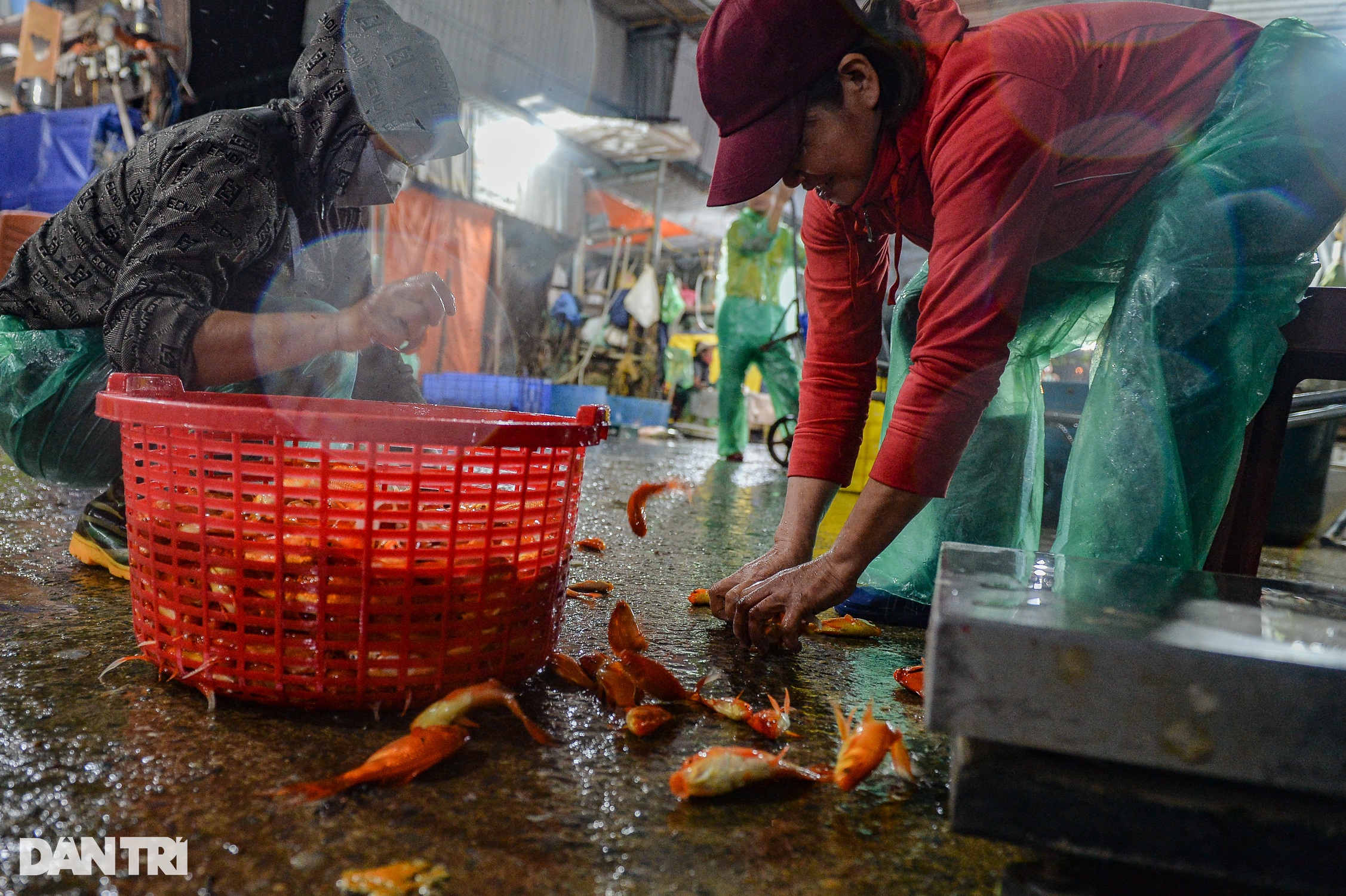 Cá chép vàng ở chợ cá lớn nhất miền Bắc rẻ bất ngờ ngày cúng ông Táo - 10