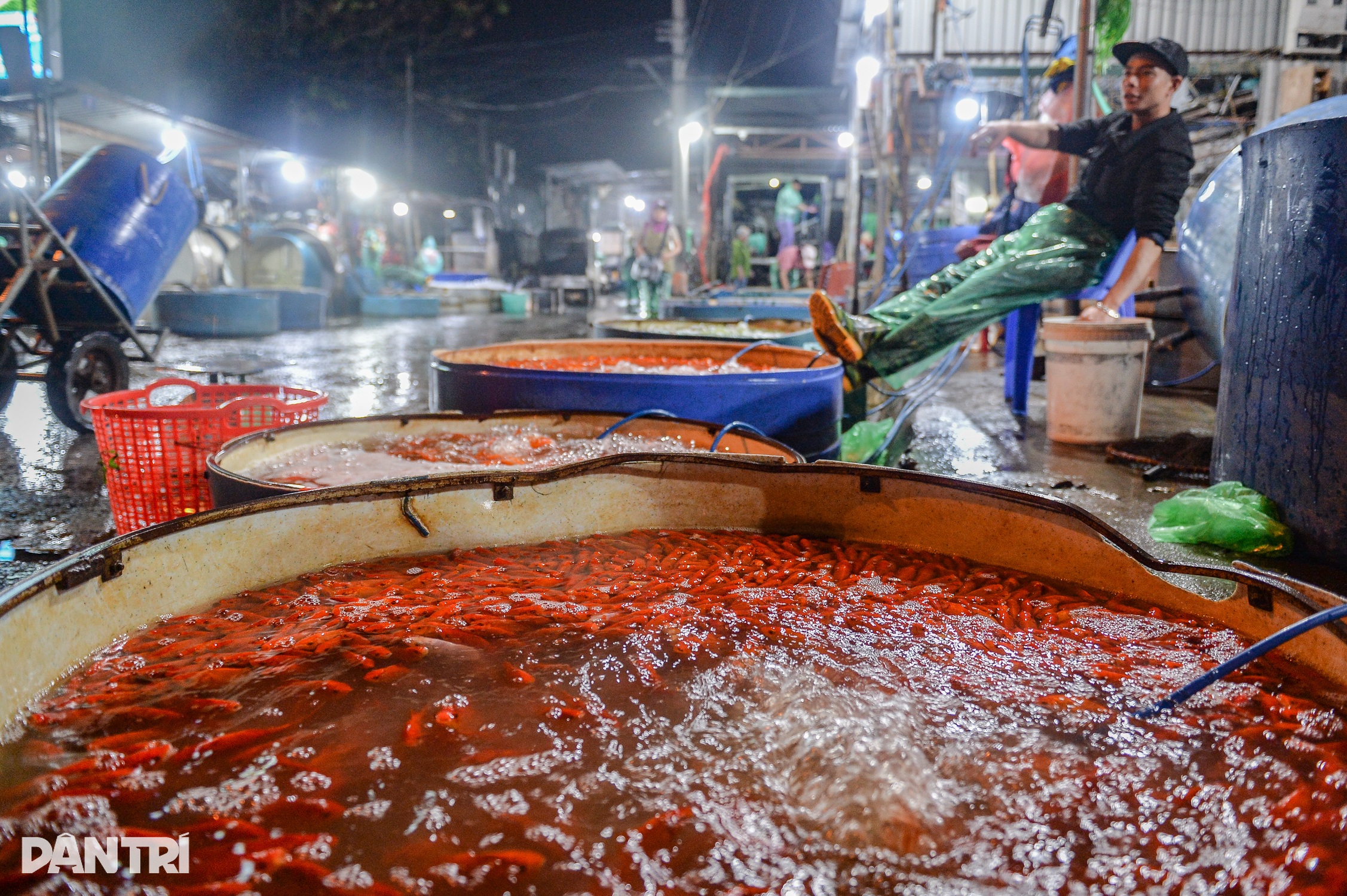 Cá chép vàng ở chợ cá lớn nhất miền Bắc rẻ bất ngờ ngày cúng ông Táo - 4 Cá chép vàng ở chợ cá lớn nhất miền Bắc rẻ bất ngờ ngày cúng ông Táo - 4