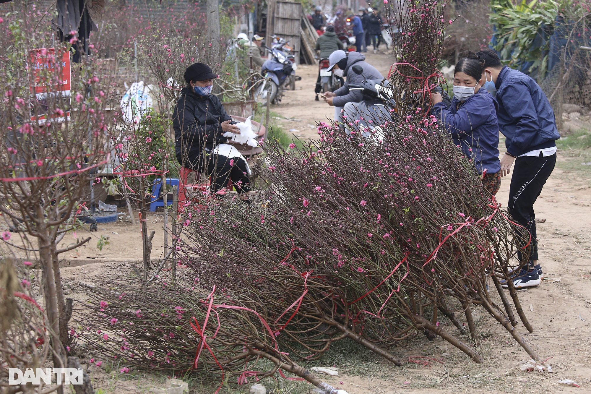 Toàn cảnh vùng đào Nhật Tân rực rỡ sắc màu của Tết - 9