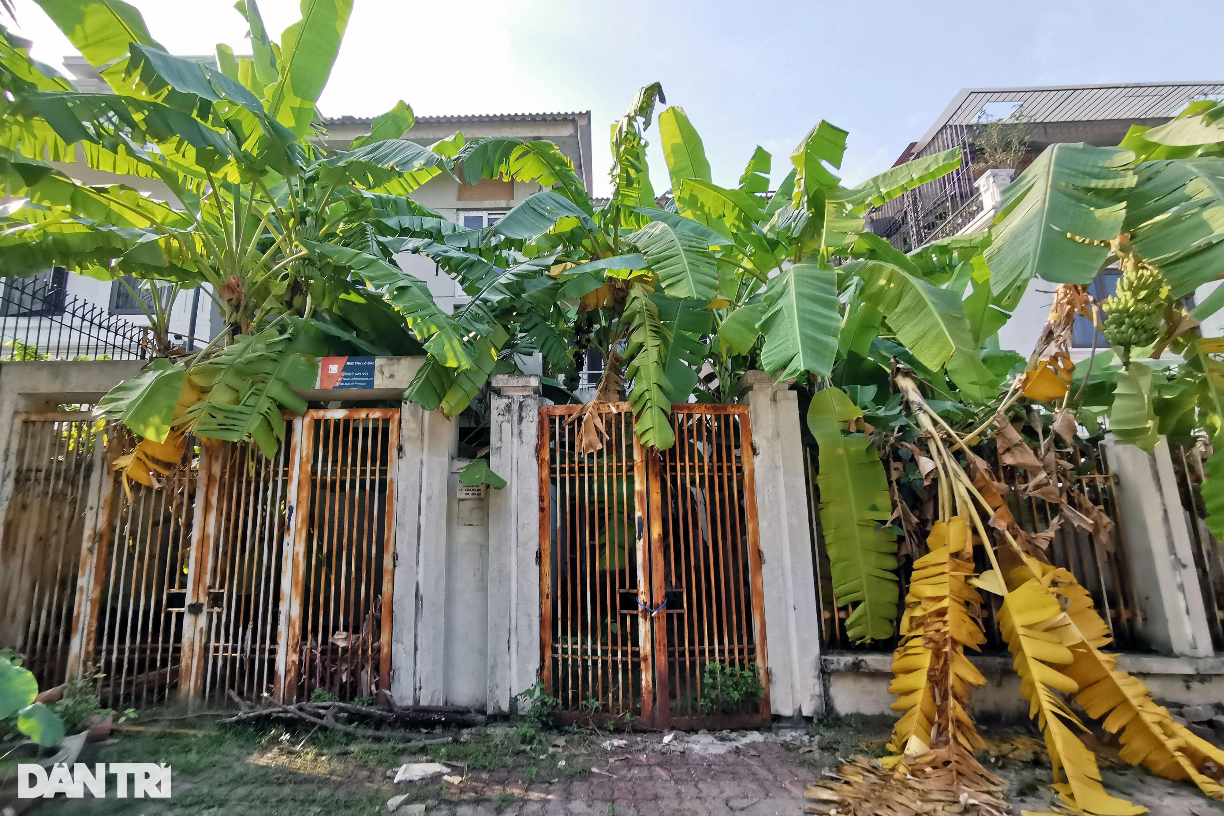 View - Chuối mọc um tùm trong biệt thự bỏ hoang ở một khu đô thị phía Tây Hà Nội | Báo Dân trí