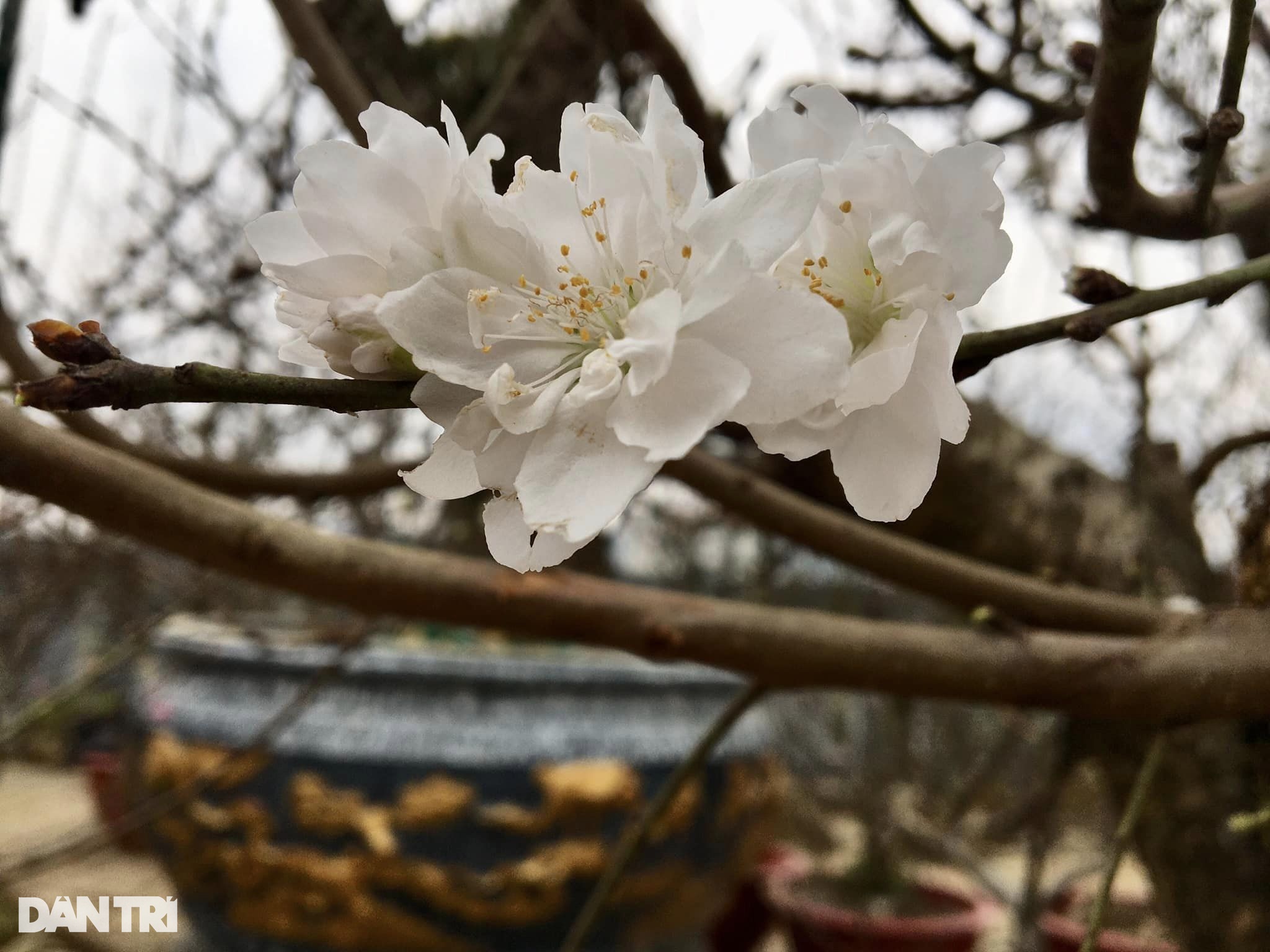 Hoa bạch đào Lào Cai quý hiếm xuất hiện ở chợ hoa Xuân Quý Mão 2023 - 2