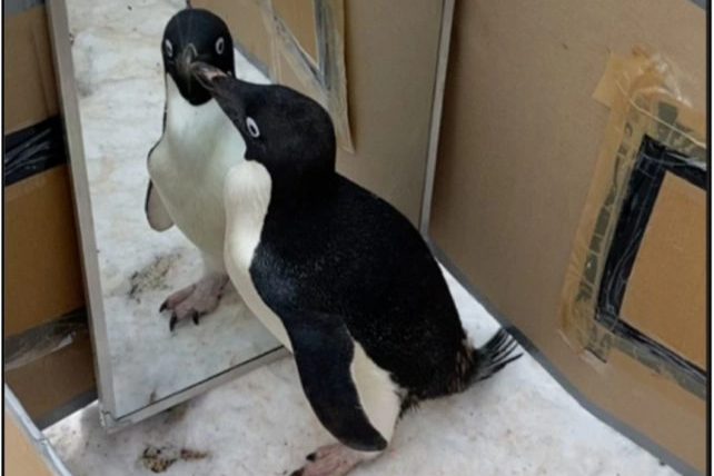 Điều gì xảy ra khi chim cánh cụt tự nhìn vào gương? - 1