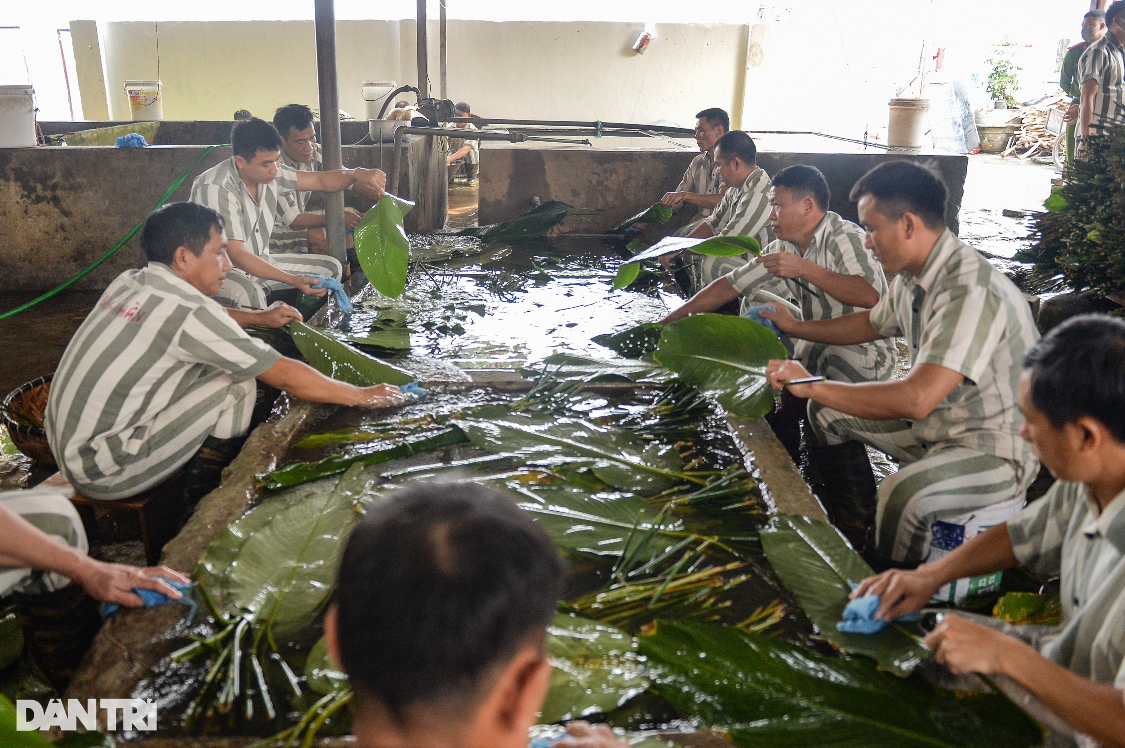 Phạm nhân khéo léo gói hàng nghìn bánh chưng đón Tết ở Trại giam Yên Hạ - 4 Phạm nhân khéo léo gói hàng nghìn bánh chưng đón Tết ở Trại giam Yên Hạ - 4