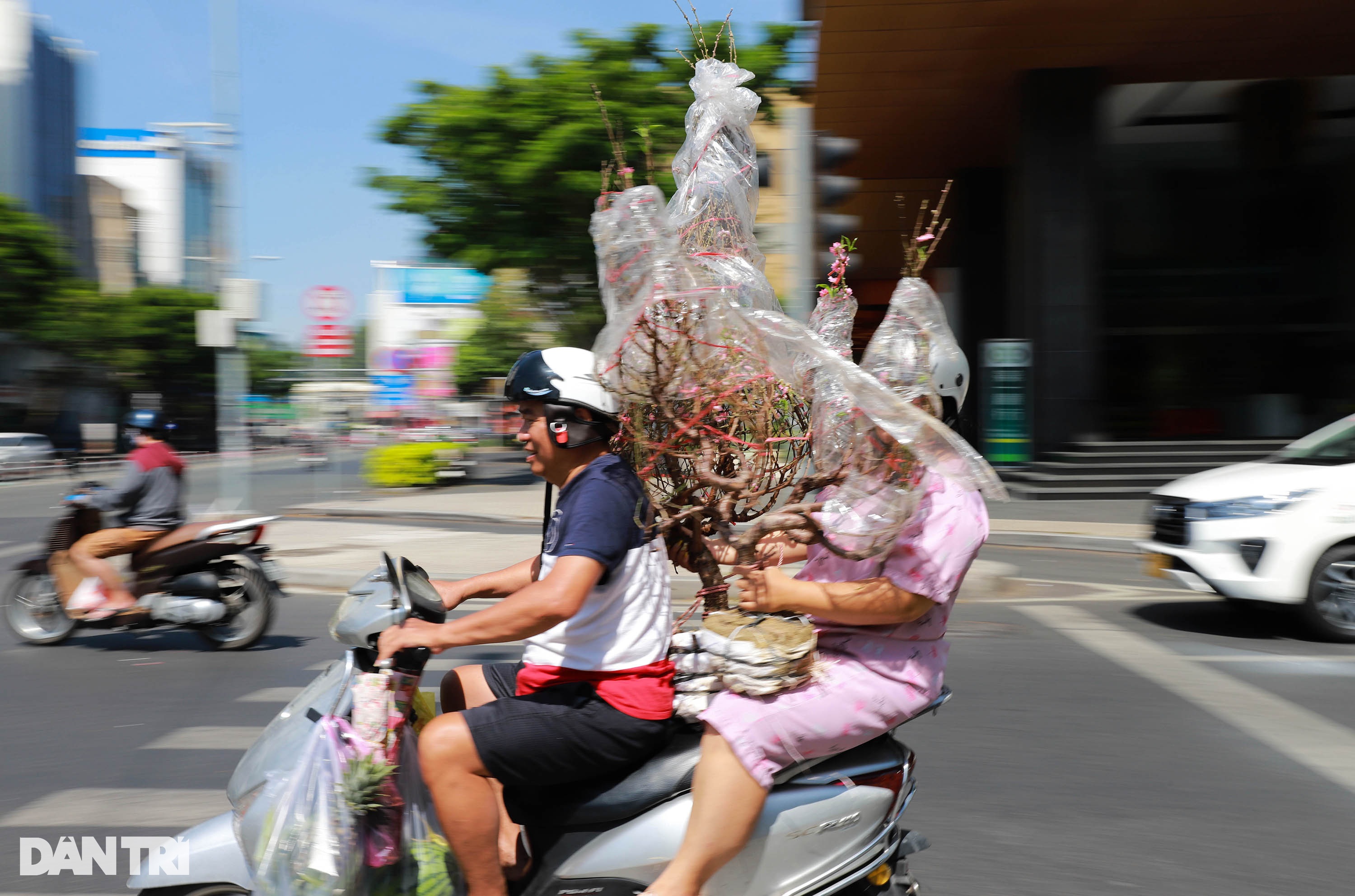 Tiểu thương đập bỏ cây kiểng chiều 30 Tết vì bị ép giá - 15