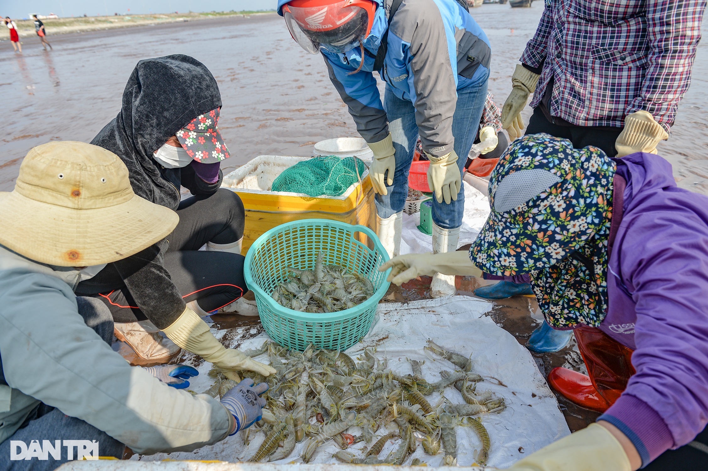 Săn tôm tít đầu năm, ngư dân kiếm tiền triệu mỗi ngày - 7