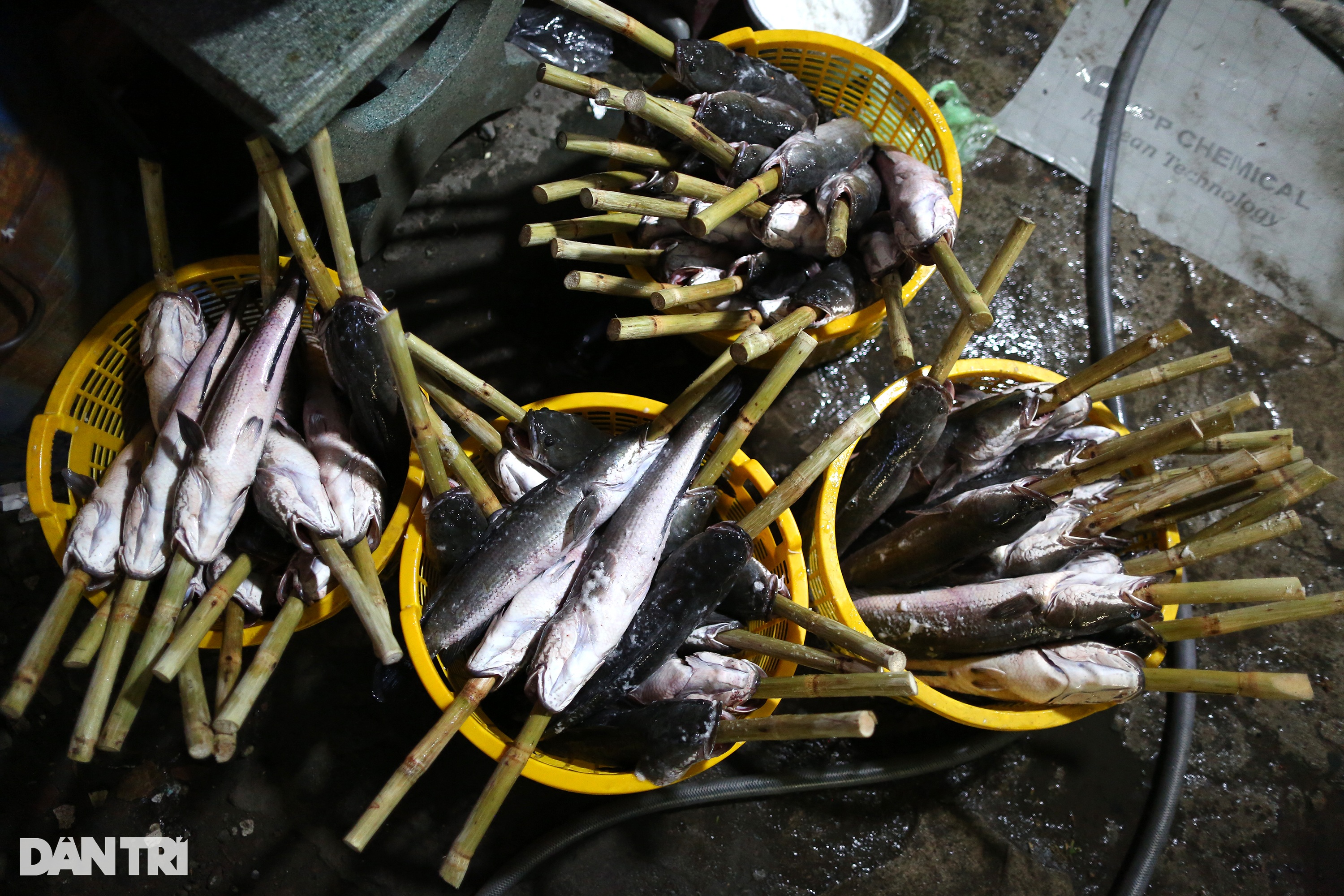 Gia đình 30 người thức trắng đêm nướng 5 tấn cá lóc bán dịp vía Thần Tài - 4