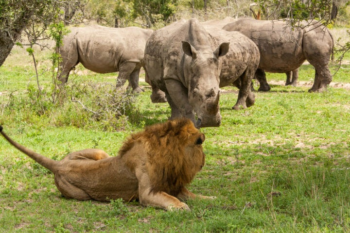 Đi săn tê giác, bầy sư tử nhanh chóng nhận ra bài học đắt giá - 1