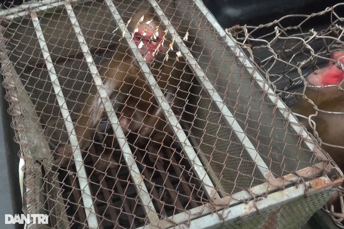 Người đàn ông ở Nghệ An bàn giao 2 cá thể khỉ mặt đỏ để thả về tự nhiên - 1