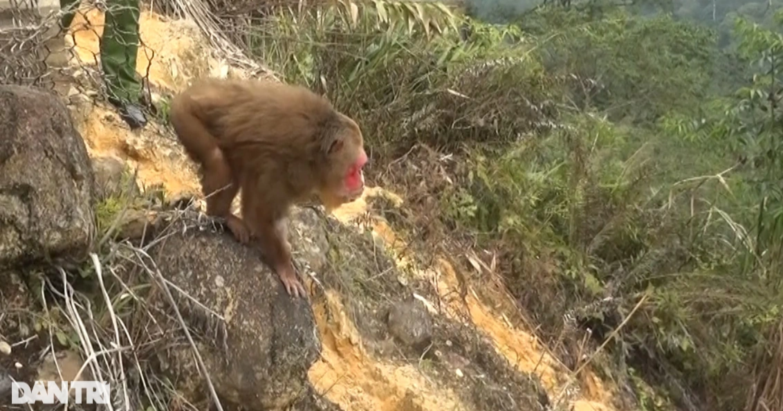 Người đàn ông ở Nghệ An bàn giao 2 cá thể khỉ mặt đỏ để thả về tự nhiên - 2