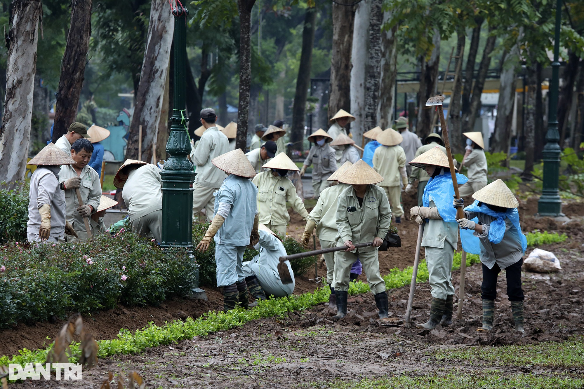 Thay 10.000 cây hoa hồng vào vị trí hàng rào vừa phá ở Công viên Thống Nhất - 1 Thay 10.000 cây hoa hồng vào vị trí hàng rào vừa phá ở Công viên Thống Nhất - 1