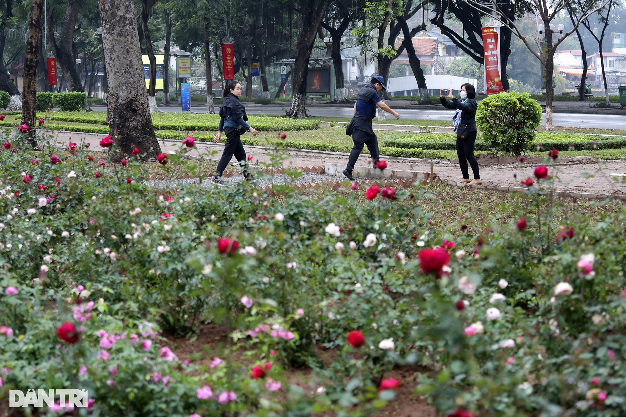 Thay 10.000 cây hoa hồng vào vị trí hàng rào vừa phá ở Công viên Thống Nhất - 11