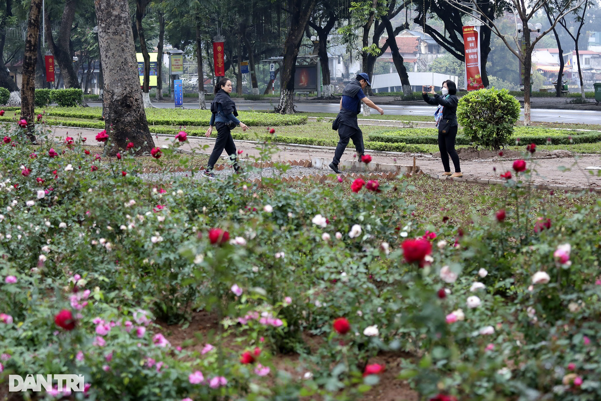 Thay 10.000 cây hoa hồng vào vị trí hàng rào vừa phá ở Công viên Thống Nhất - 11 Thay 10.000 cây hoa hồng vào vị trí hàng rào vừa phá ở Công viên Thống Nhất - 11