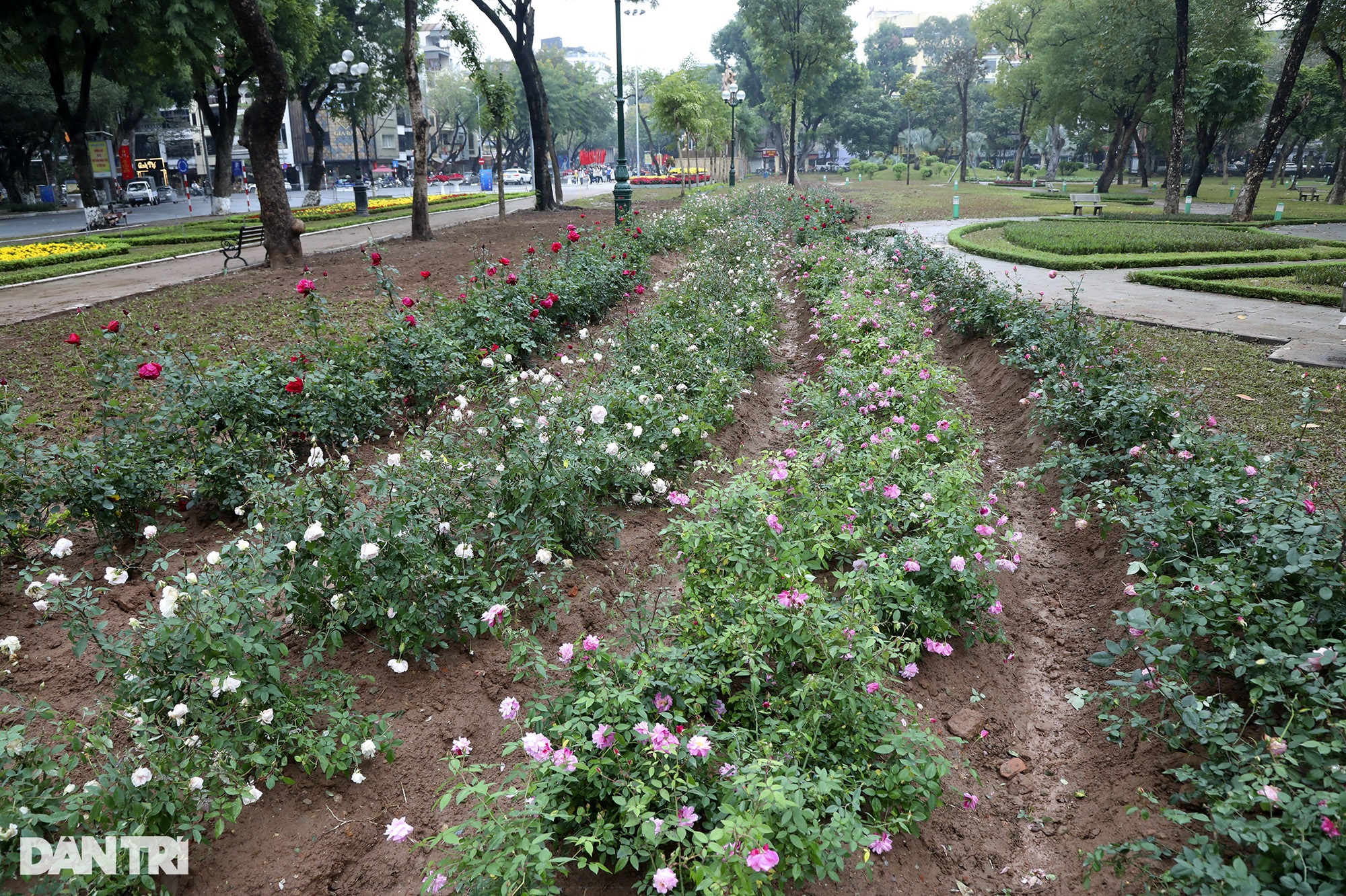Thay 10.000 cây hoa hồng vào vị trí hàng rào vừa phá ở Công viên Thống Nhất - 4