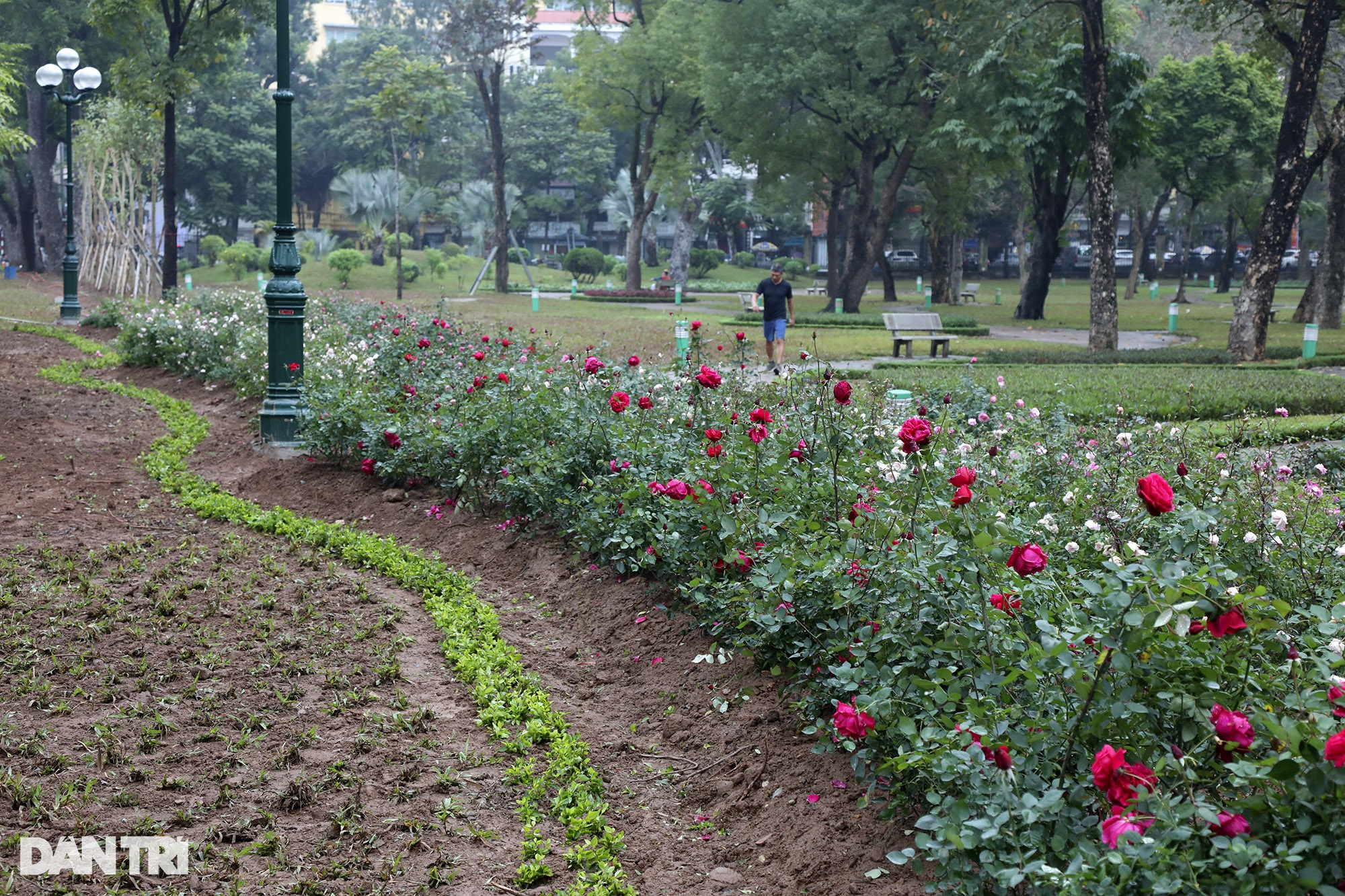 Thay 10.000 cây hoa hồng vào vị trí hàng rào vừa phá ở Công viên Thống Nhất - 5