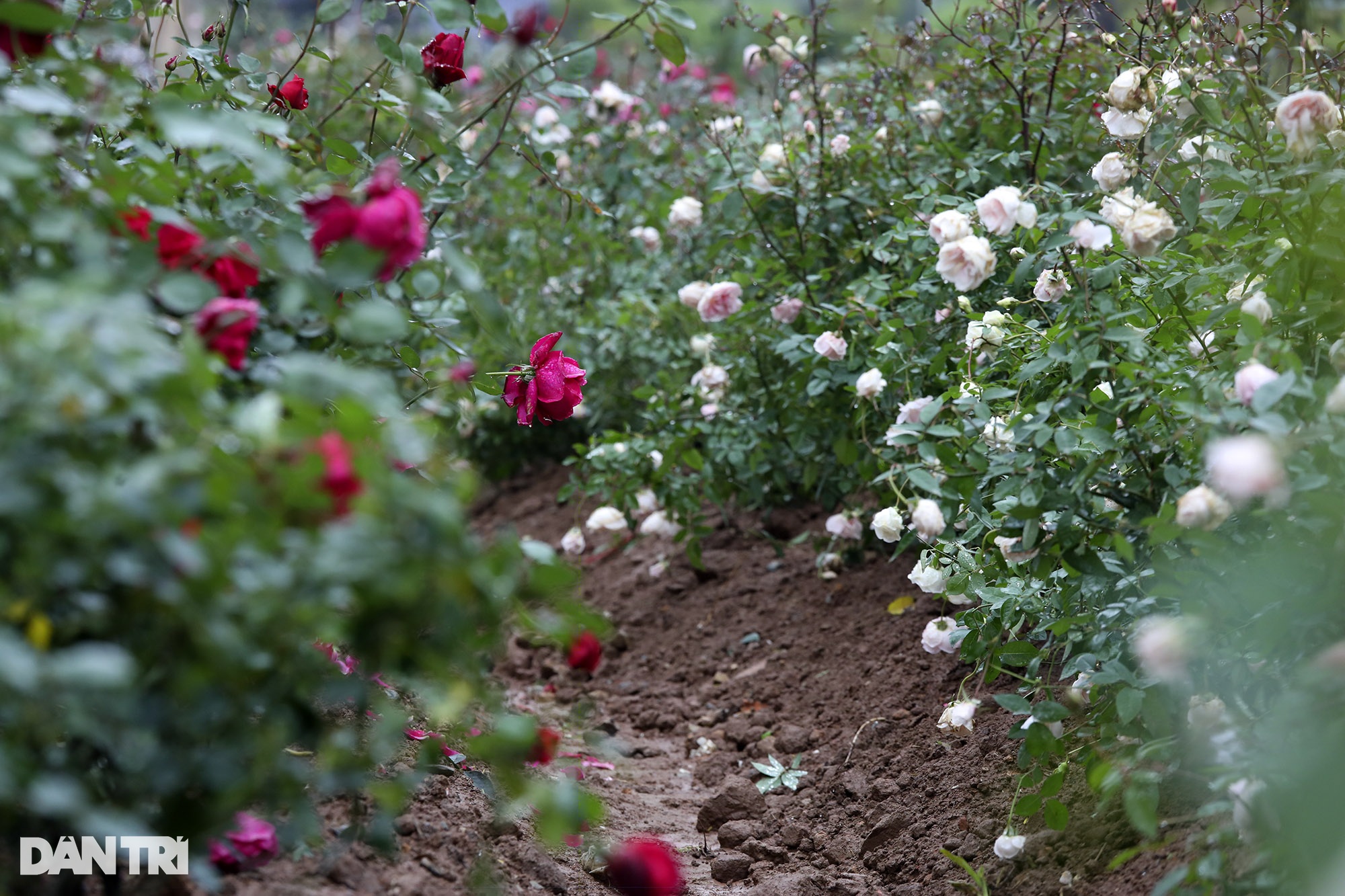 Thay 10.000 cây hoa hồng vào vị trí hàng rào vừa phá ở Công viên Thống Nhất - 6