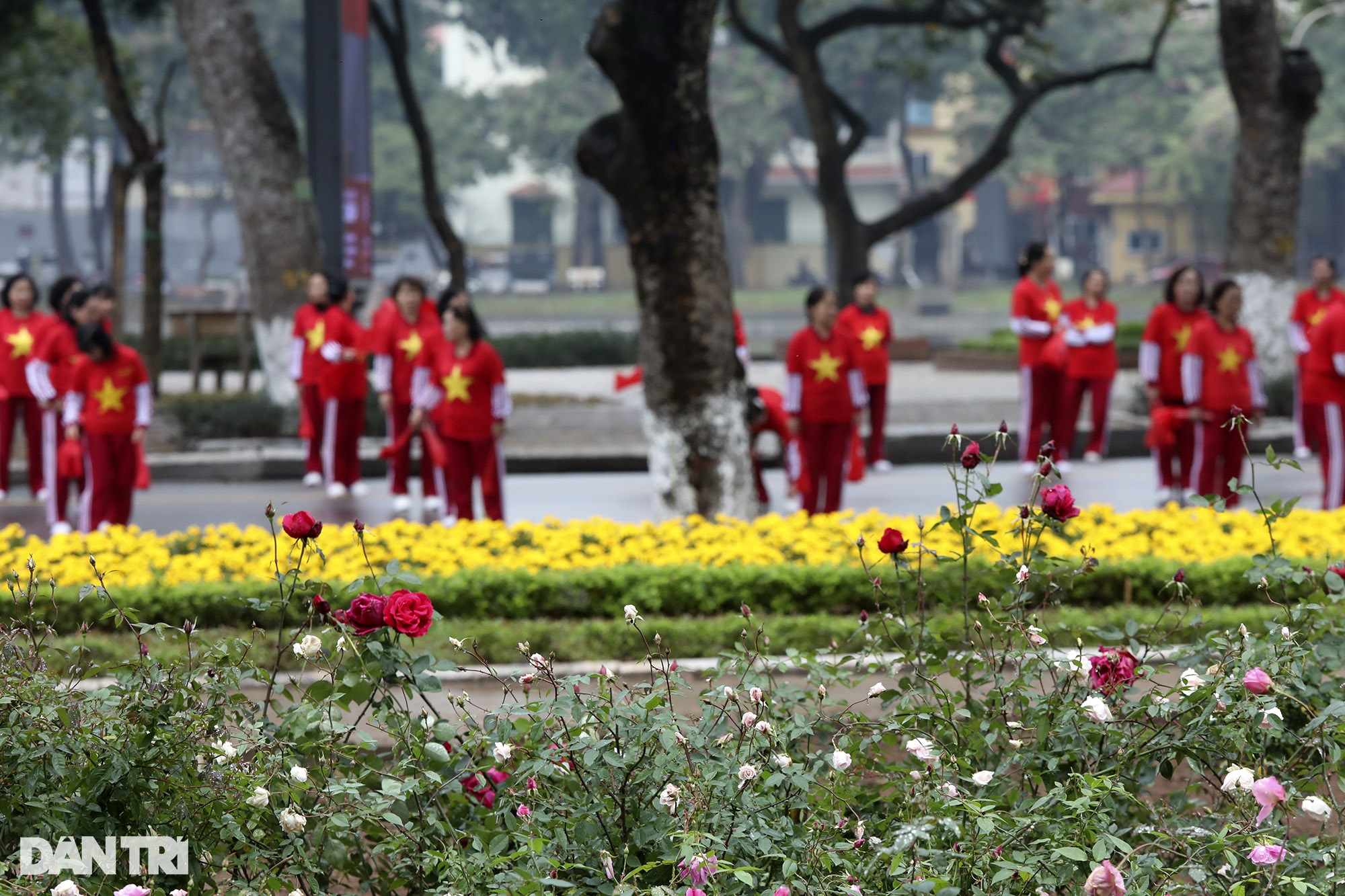 Thay 10.000 cây hoa hồng vào vị trí hàng rào vừa phá ở Công viên Thống Nhất - 8 Thay 10.000 cây hoa hồng vào vị trí hàng rào vừa phá ở Công viên Thống Nhất - 8