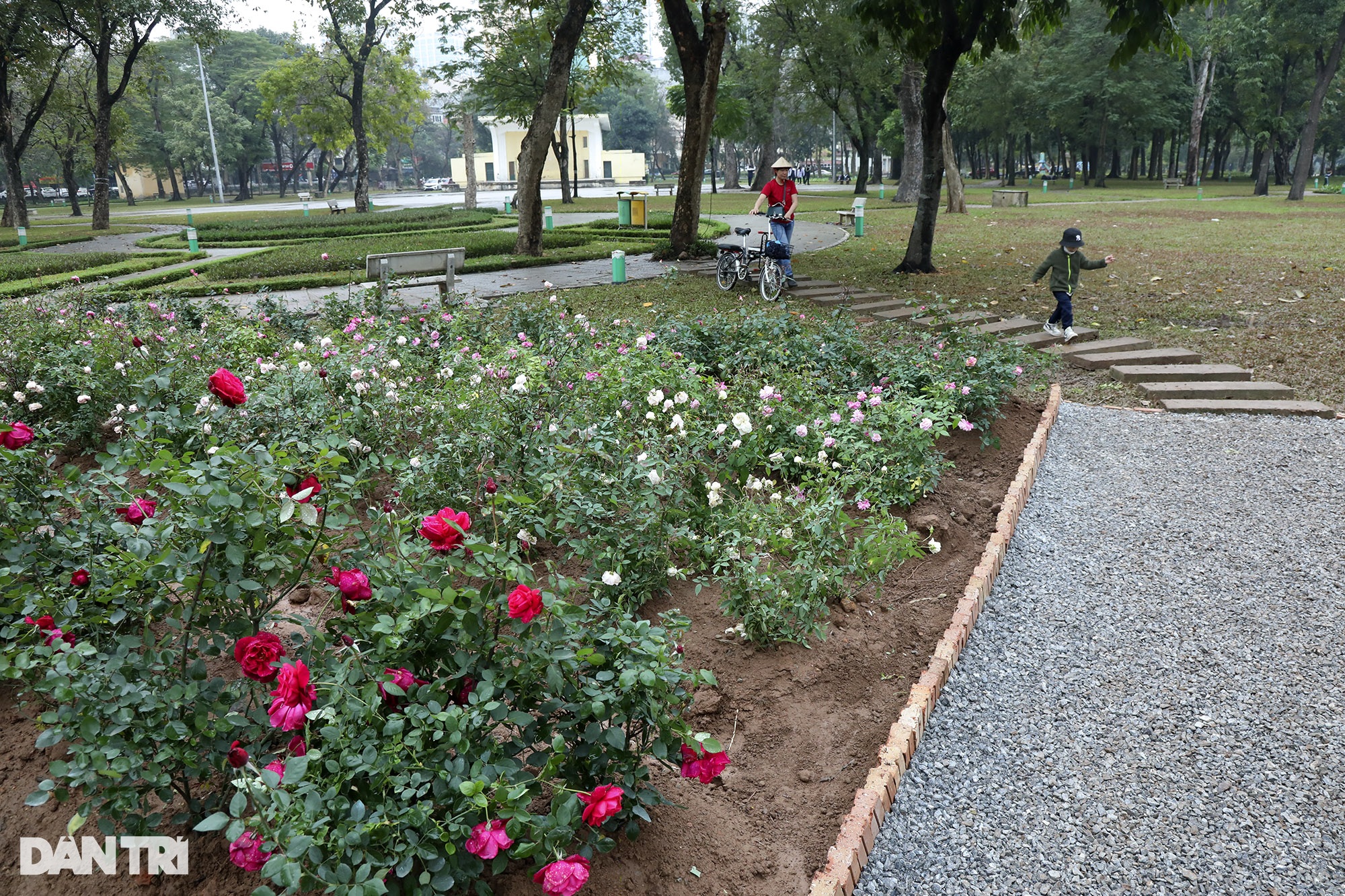 Thay 10.000 cây hoa hồng vào vị trí hàng rào vừa phá ở Công viên Thống Nhất - 9