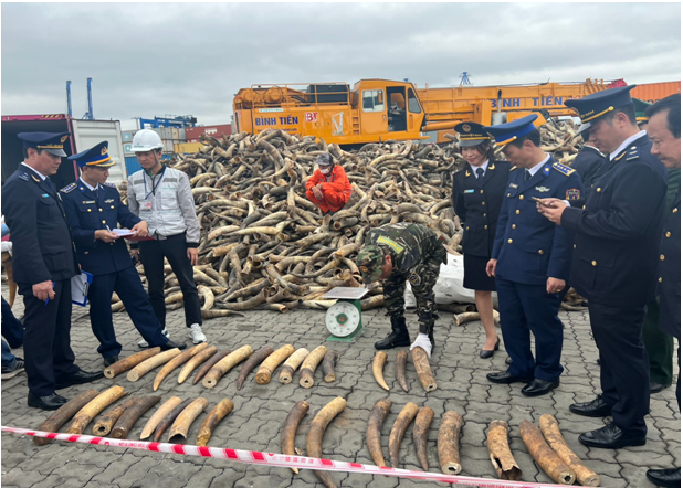 Tiếp tục phát hiện 125kg ngà voi nhập lậu từ châu Phi - 1