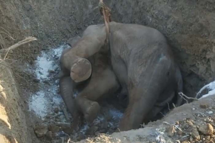 Được chi 500 triệu đồng cứu hộ, voi Rốk vẫn chết vì bệnh tật - 2