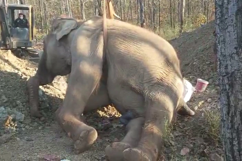 Được chi 500 triệu đồng cứu hộ, voi Rốk vẫn chết vì bệnh tật - 1