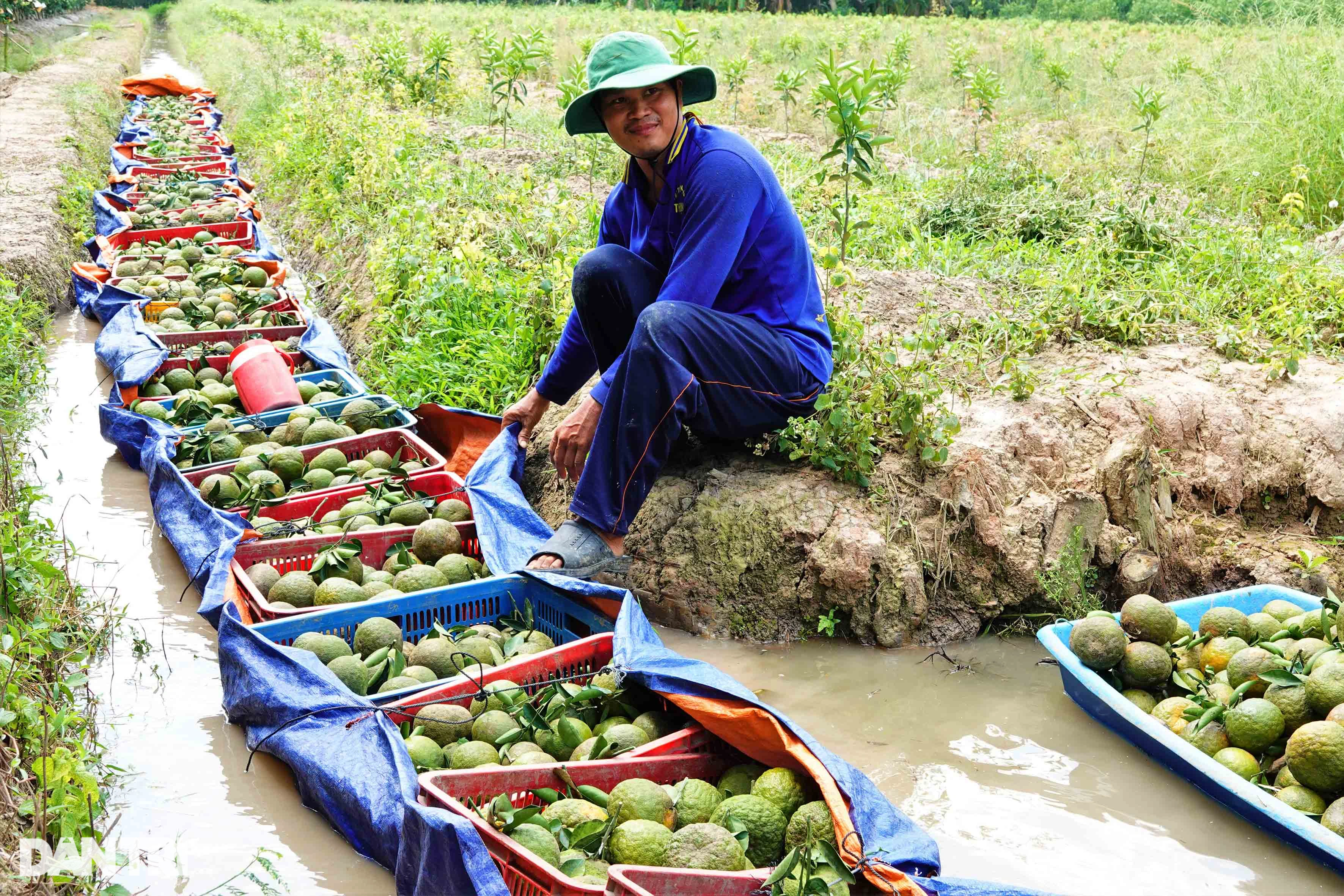 Cam sành tăng giá 10.000 đồng/kg, nông dân miền Tây &quot;nín thở&quot; chờ - Ảnh 1.