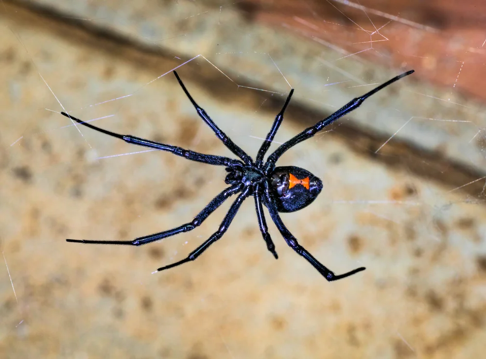 Một con nhện góa phụ đen (Ảnh: Phonecat).