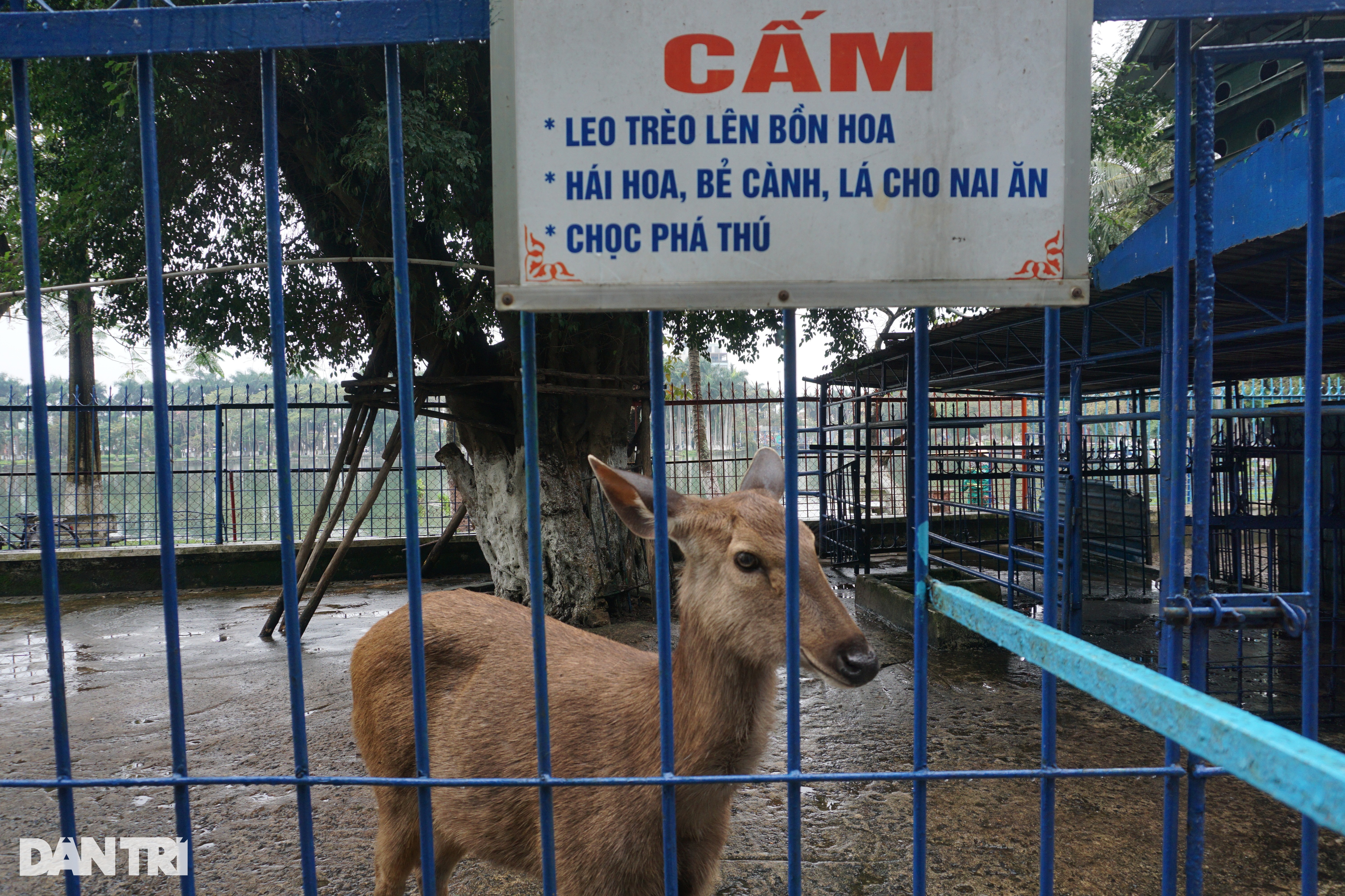 Những con vật cuối cùng trong vườn thú ở Đà Nẵng - 2