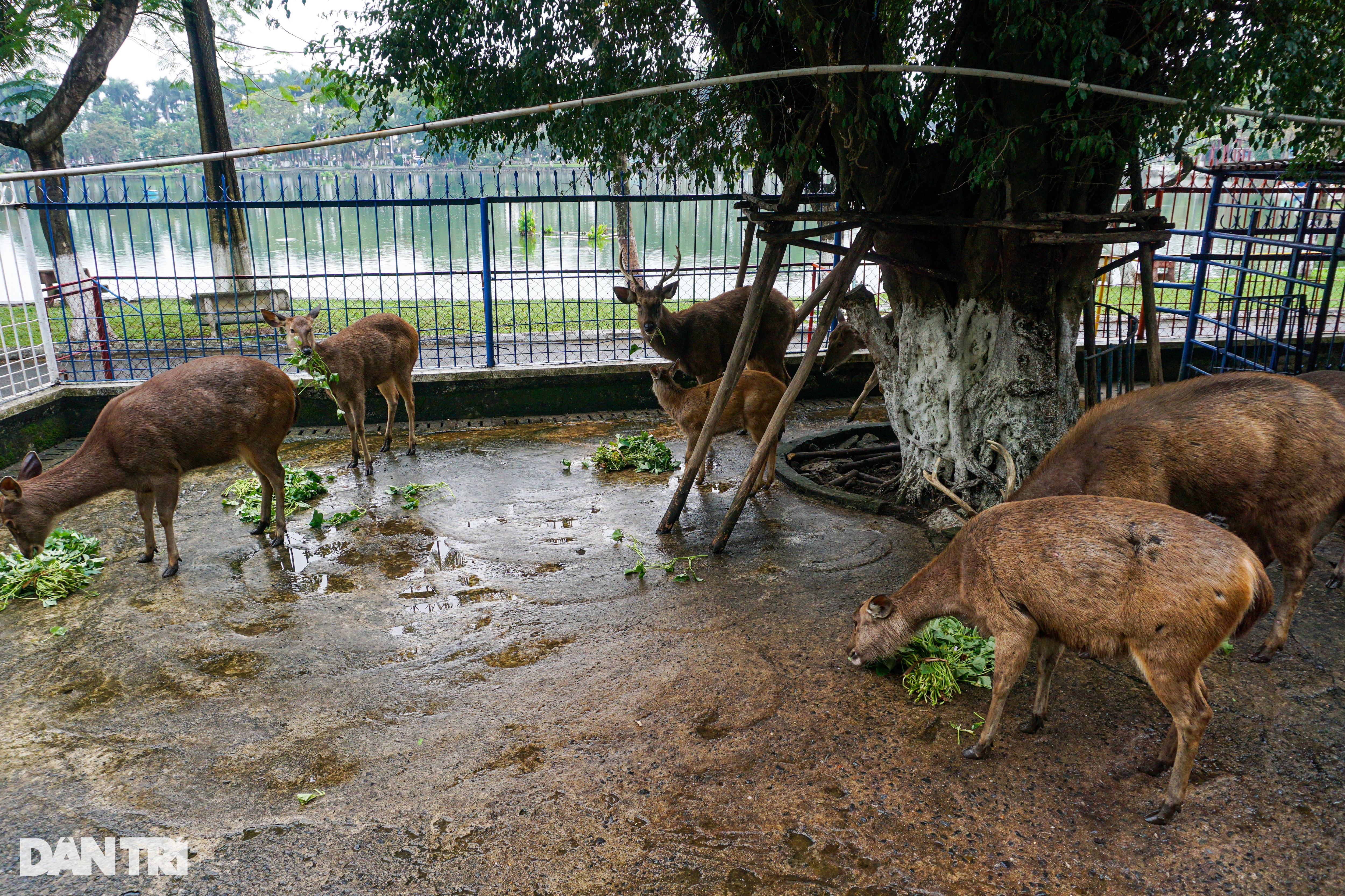 Những con vật cuối cùng trong vườn thú ở Đà Nẵng - 1