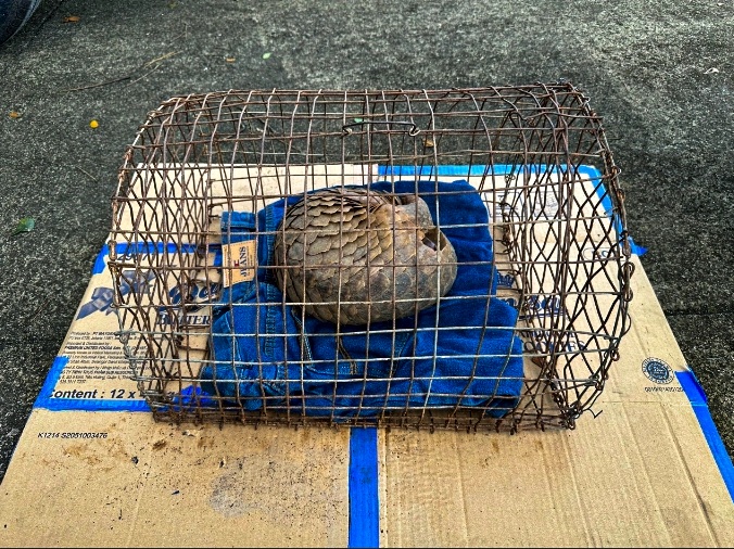 Phát hiện con tê tê quý hiếm nặng 4kg tại khu dân cư ở Đà Nẵng - 2