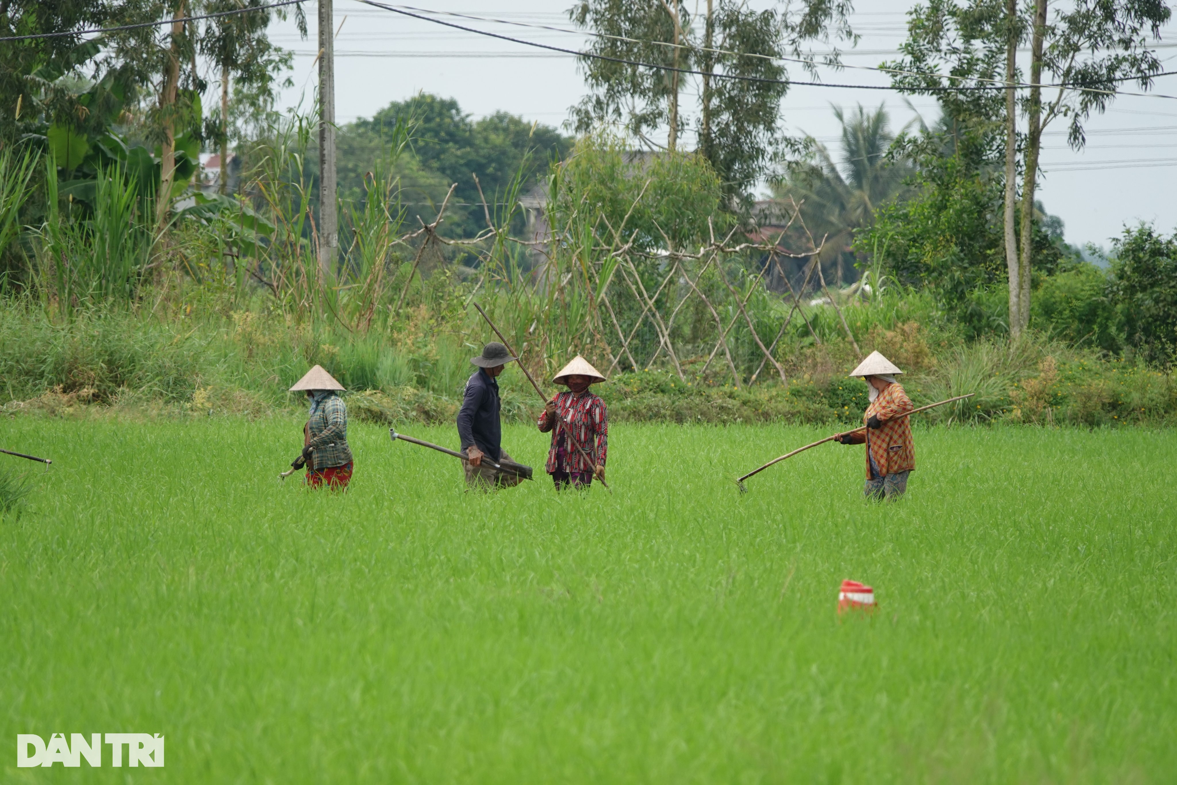 Bán gạo giá cao cho Mỹ, châu Âu, nông dân làm chủ những cánh đồng triệu đô - 7 Bán gạo giá cao cho Mỹ, châu Âu, nông dân làm chủ những cánh đồng triệu đô - 7
