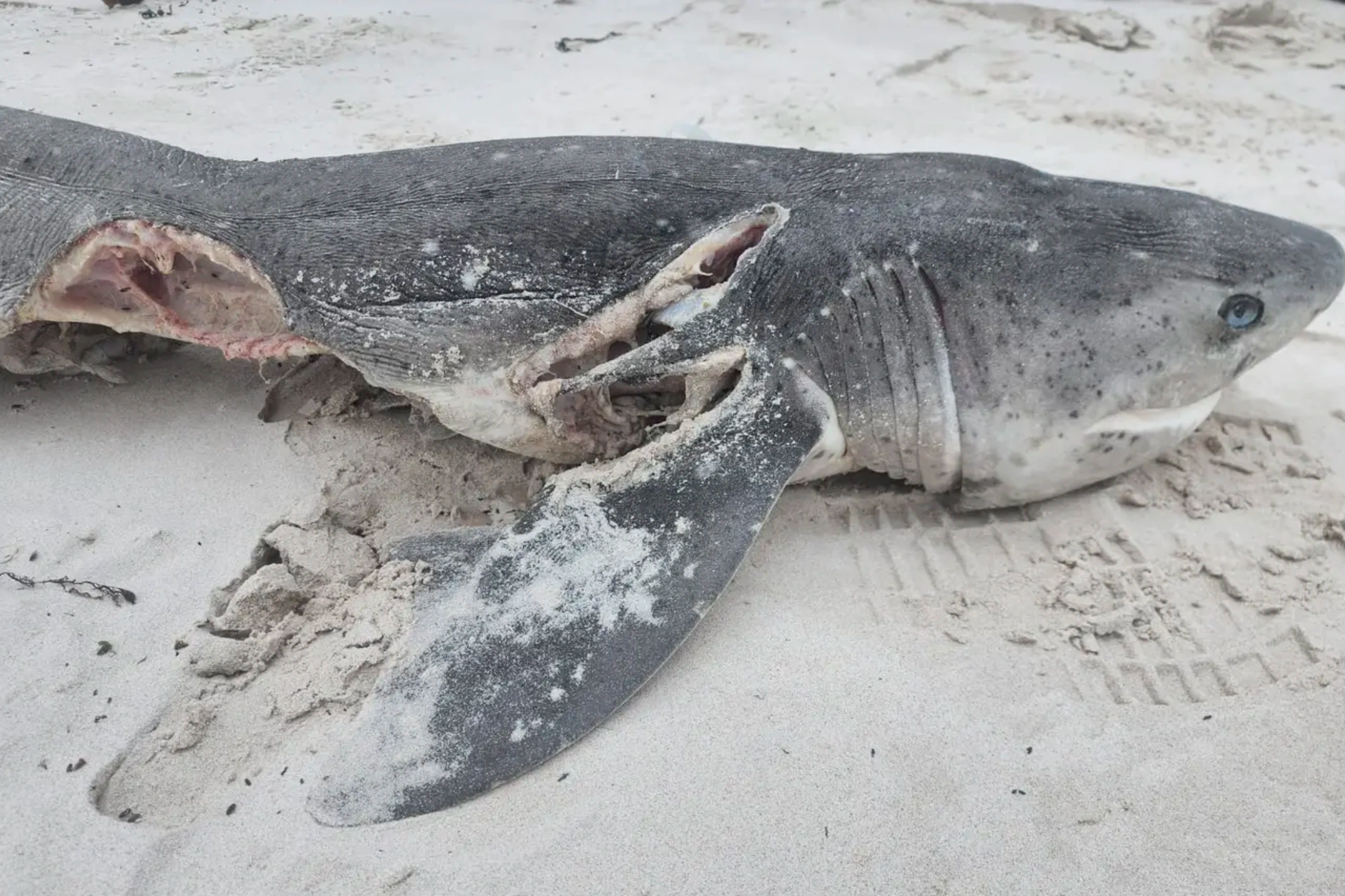 Cặp cá voi sát thủ giết hại 17 con cá mập chỉ trong một ngày - 2
